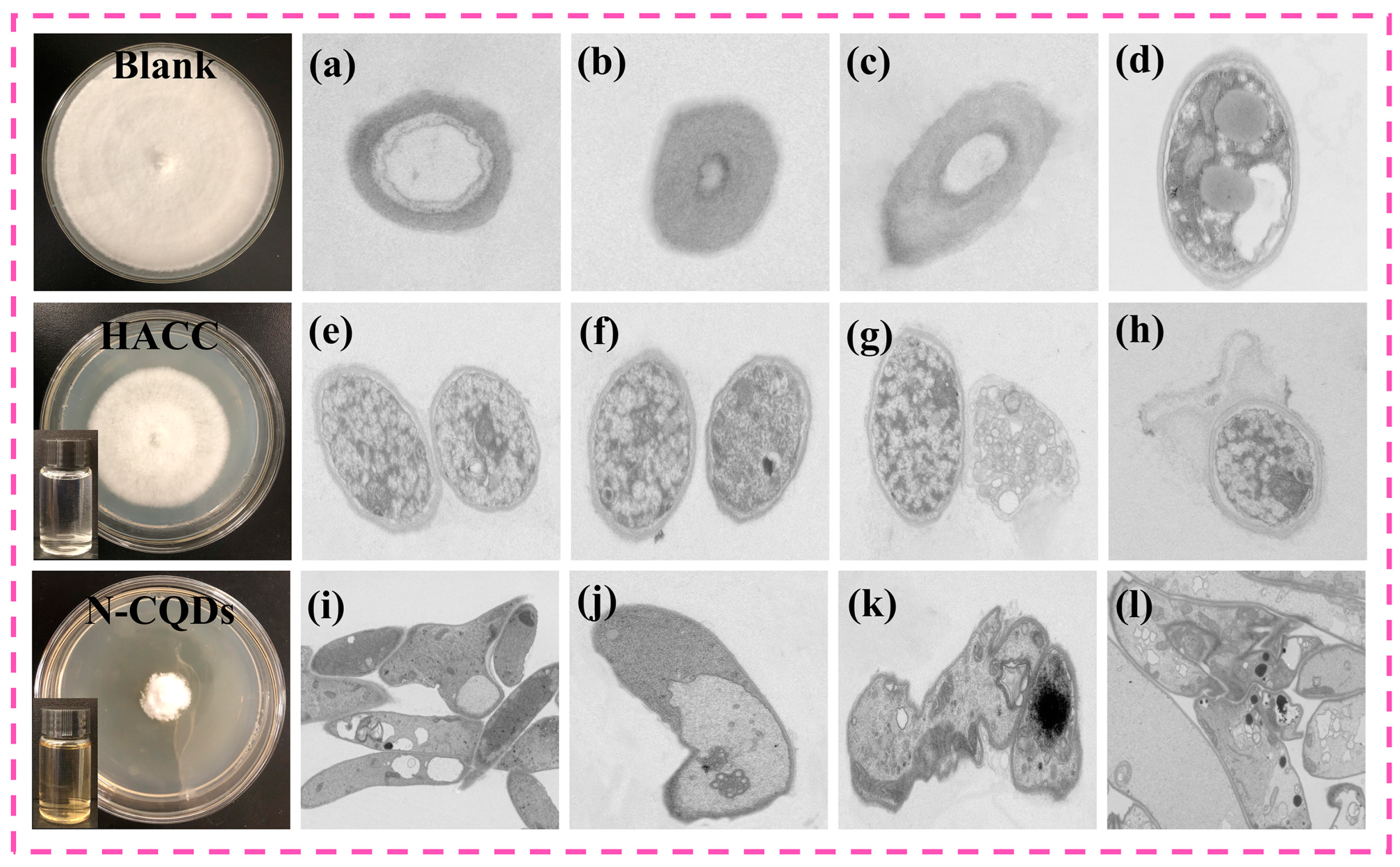 Molecules 29 01013 g007