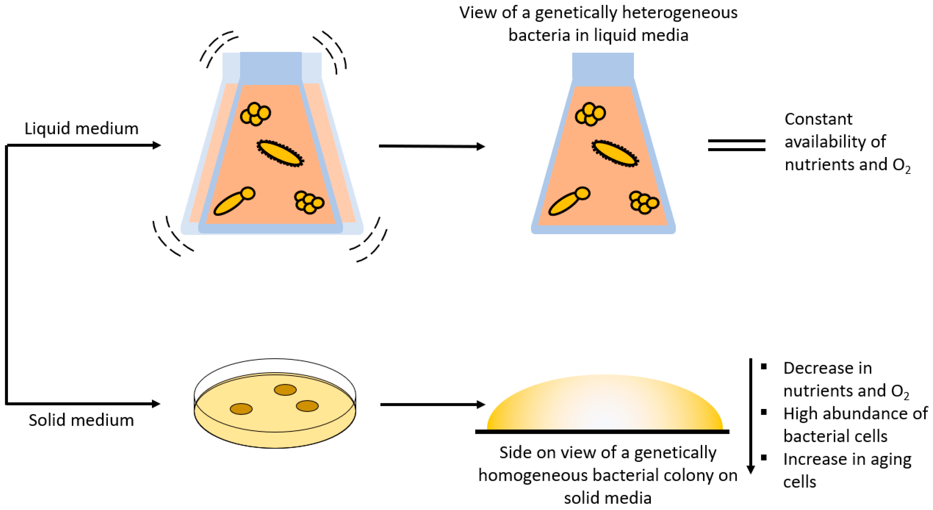 Molecules 29 01077 g004 Molecules 29 01077 g004
