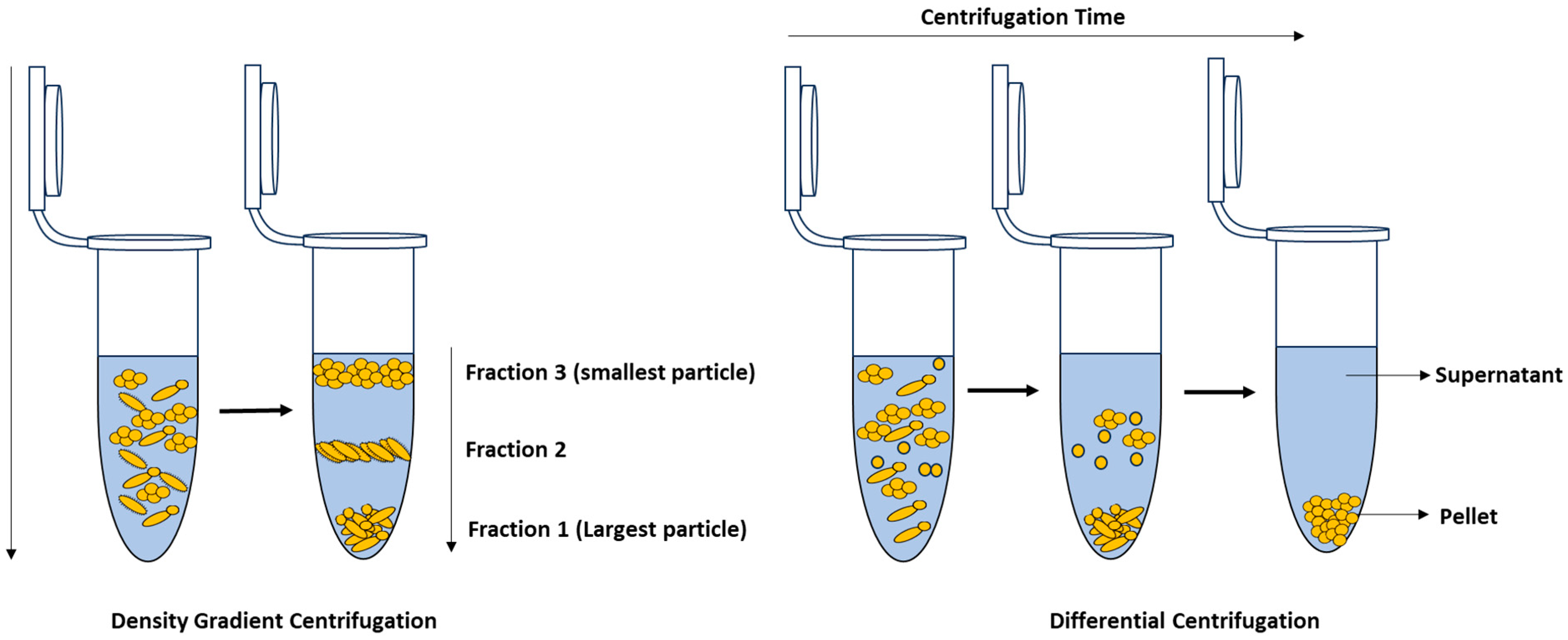 Molecules 29 01077 g008 Molecules 29 01077 g008