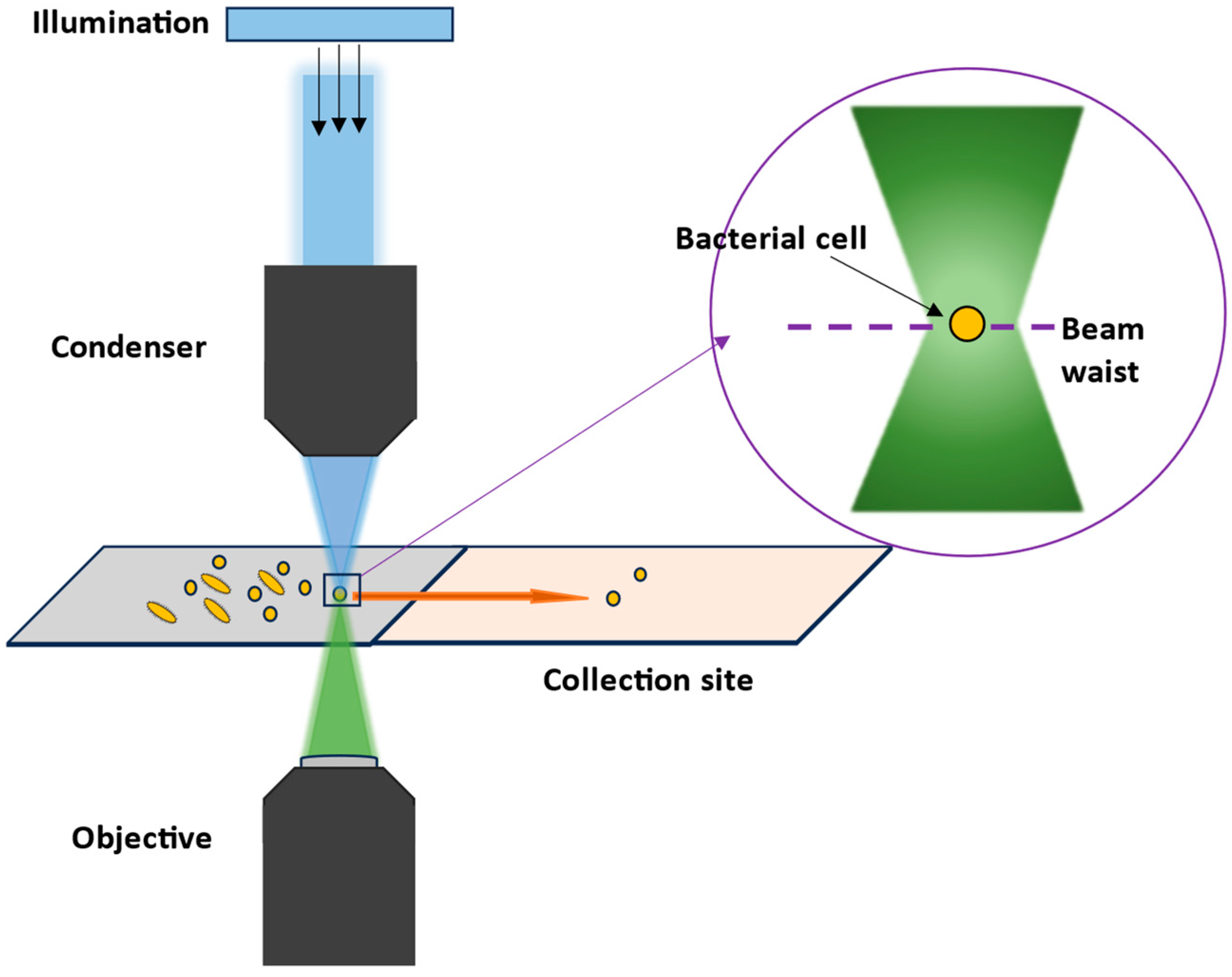 Molecules 29 01077 g011 Molecules 29 01077 g011