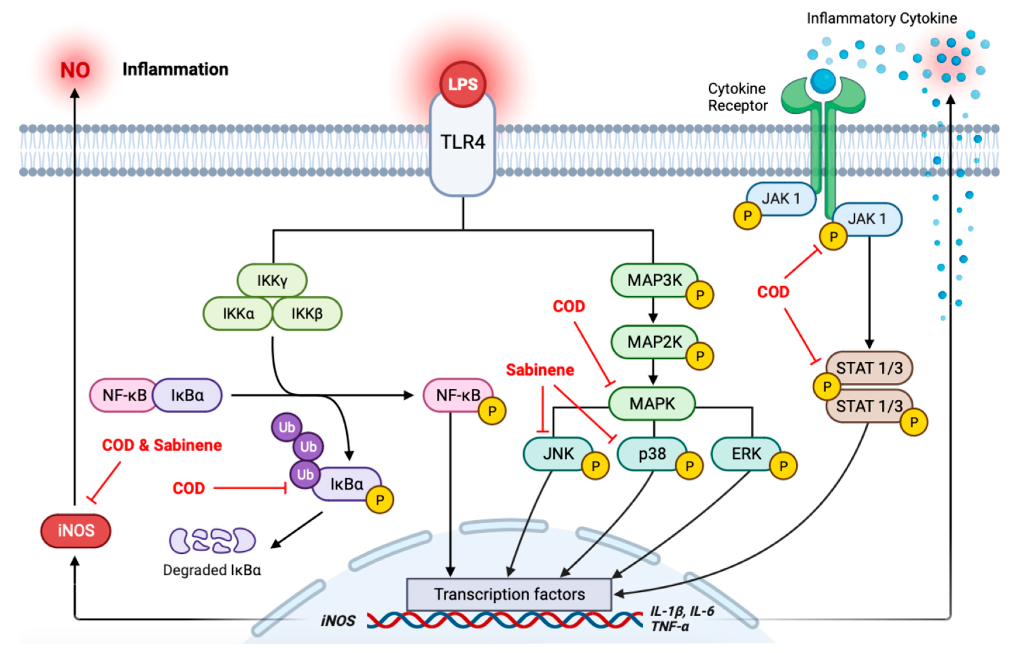 Molecules 29 01117 g007