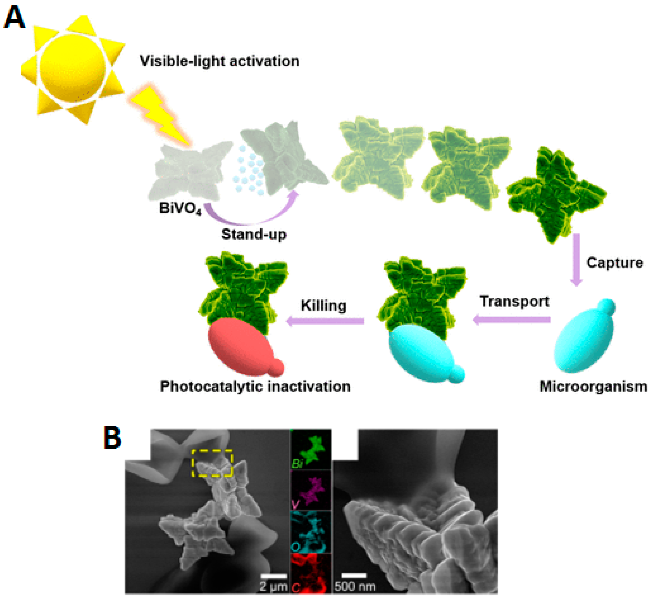 Molecules 29 01154 g015