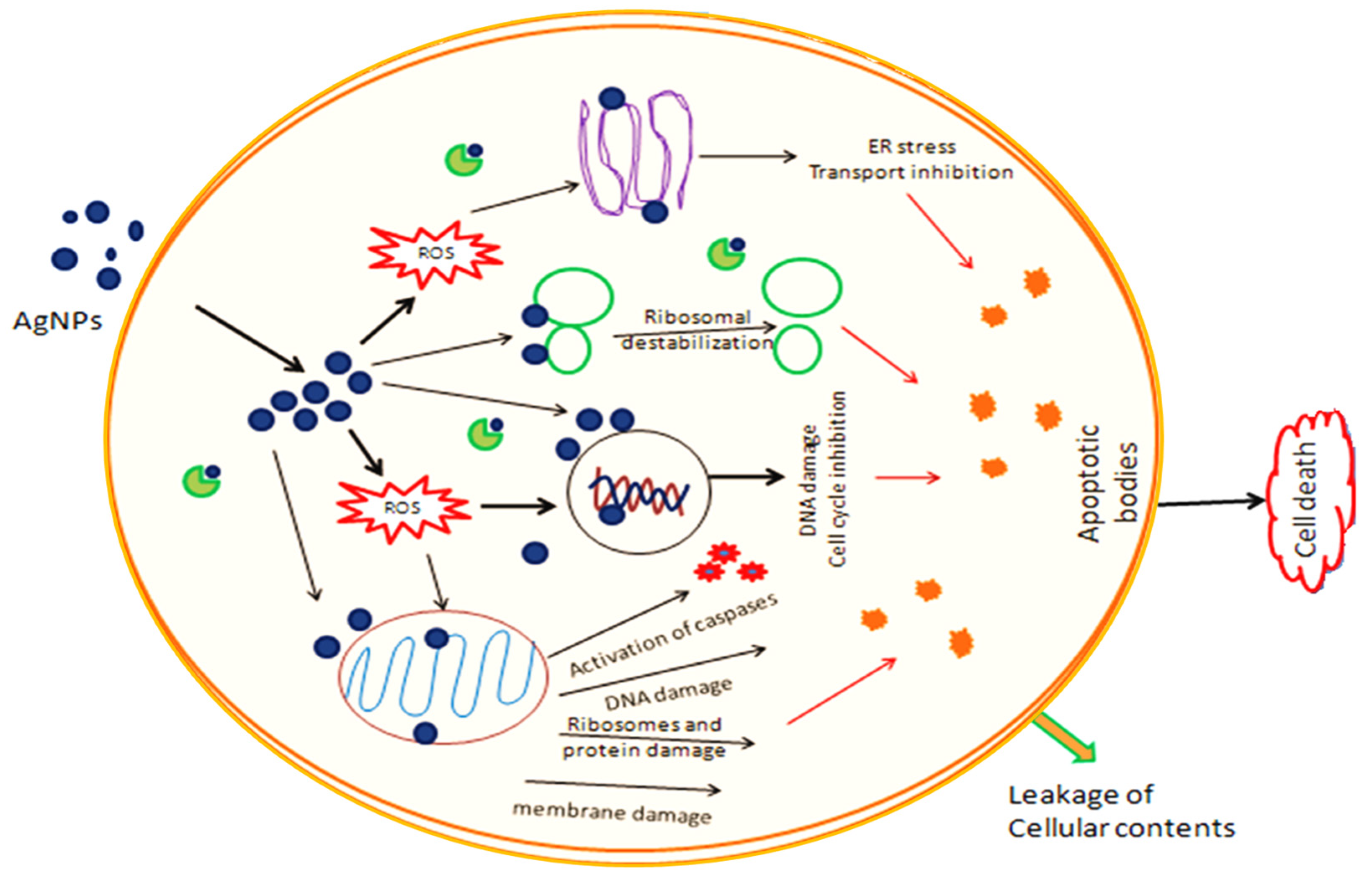Molecules 29 01250 g011