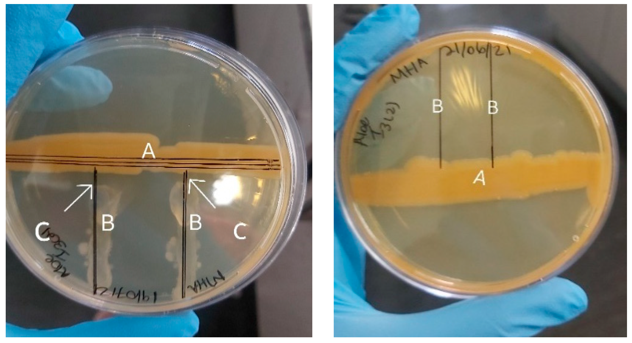 Molecules 29 01297 g002