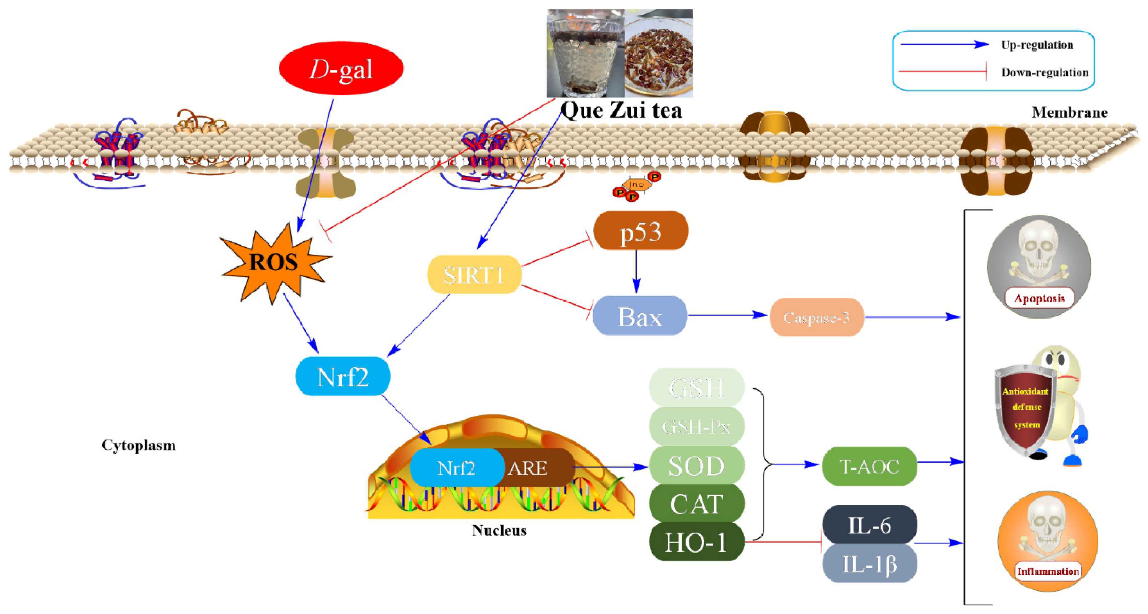 Molecules 29 01384 g009