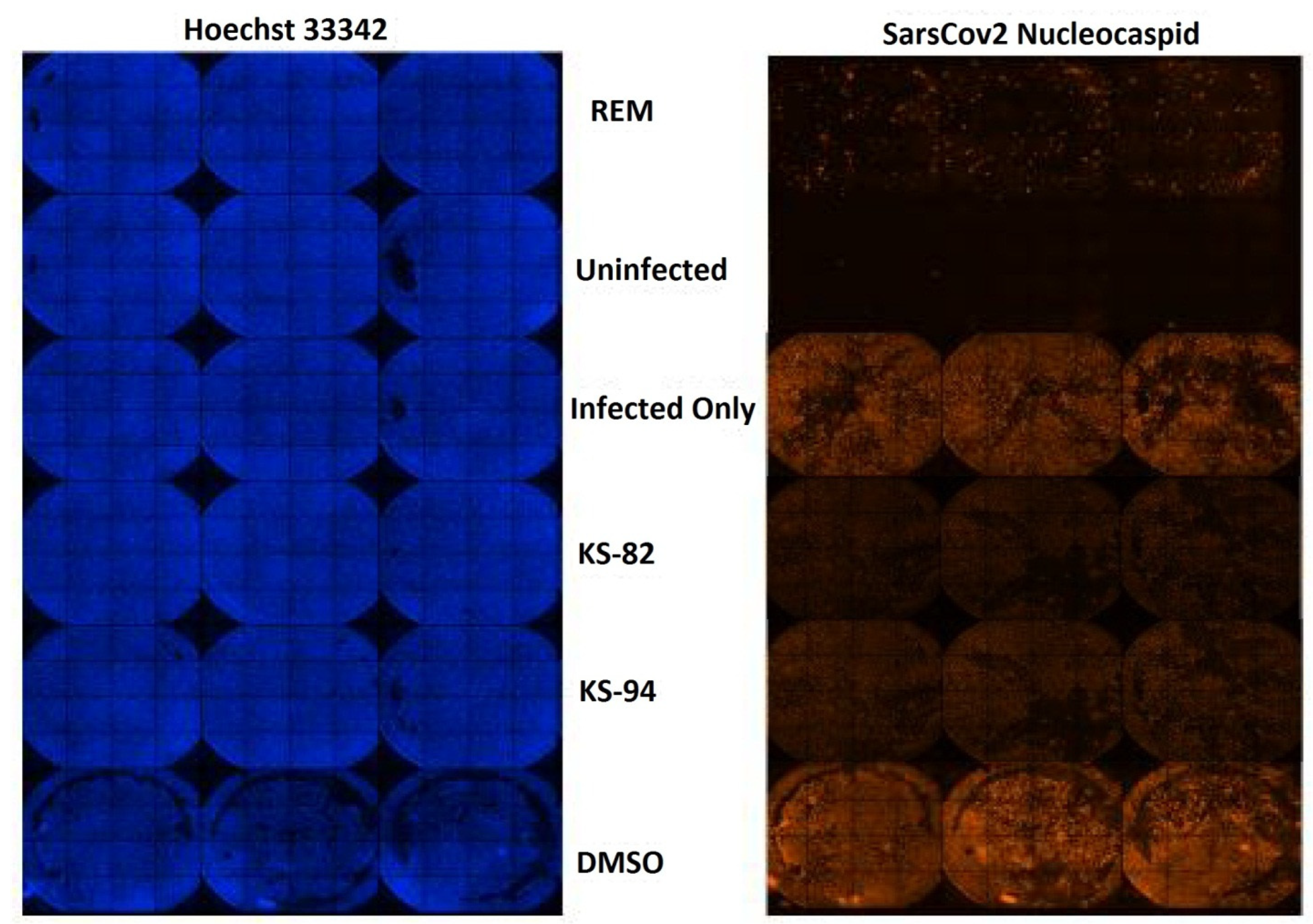 Molecules 29 01406 g005