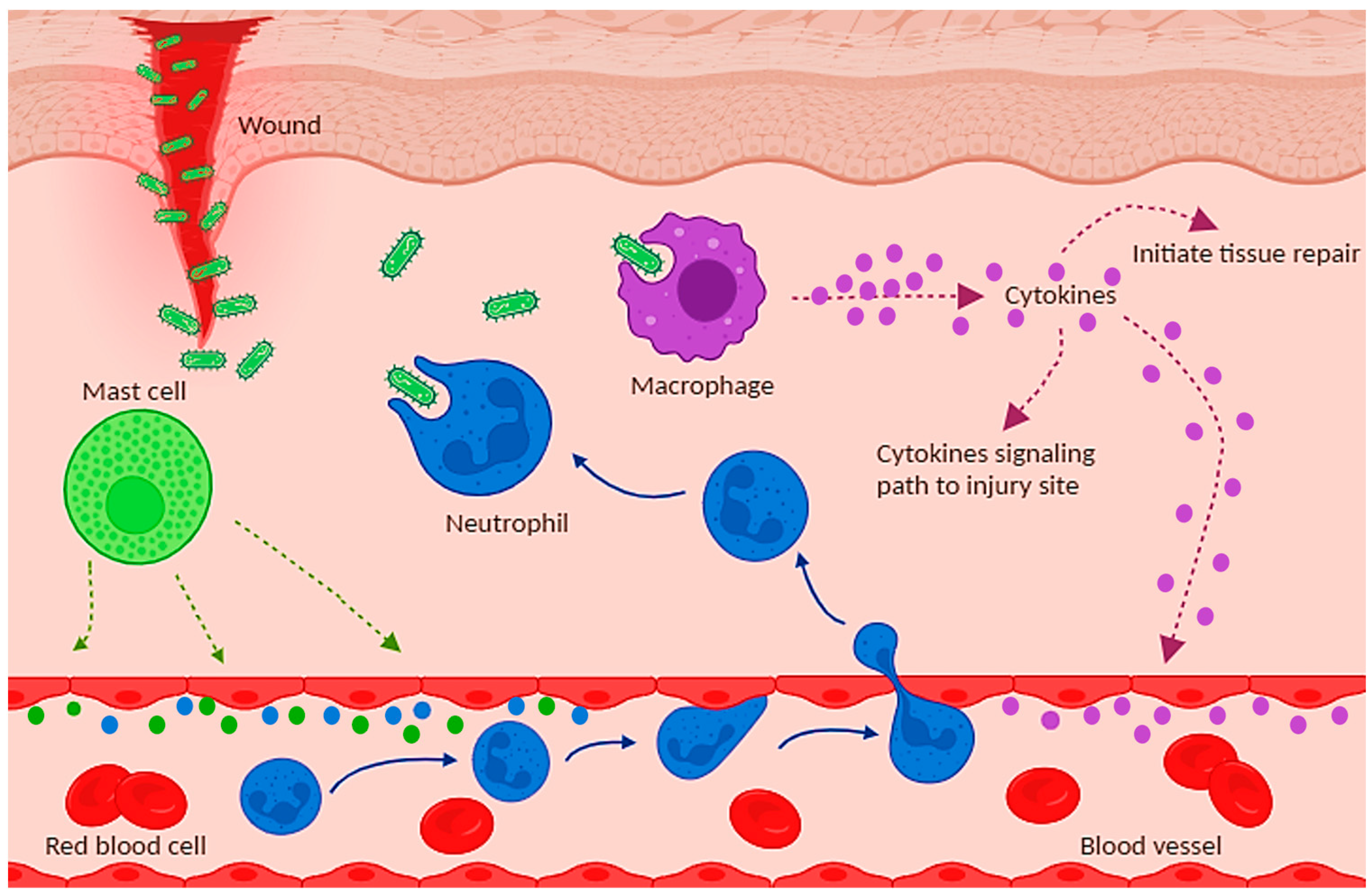 Molecules 29 01521 g002