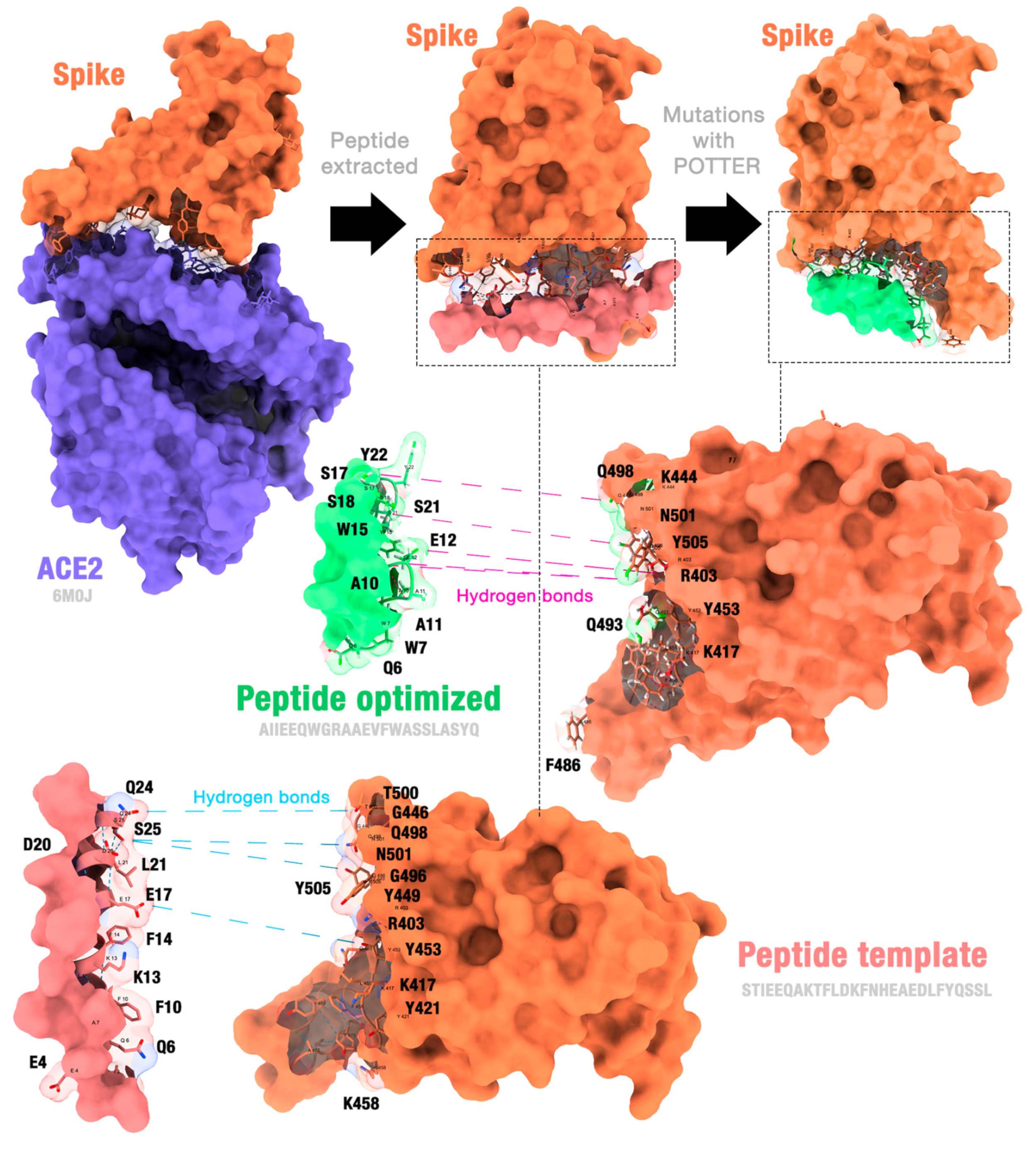 Molecules 29 01577 g004
