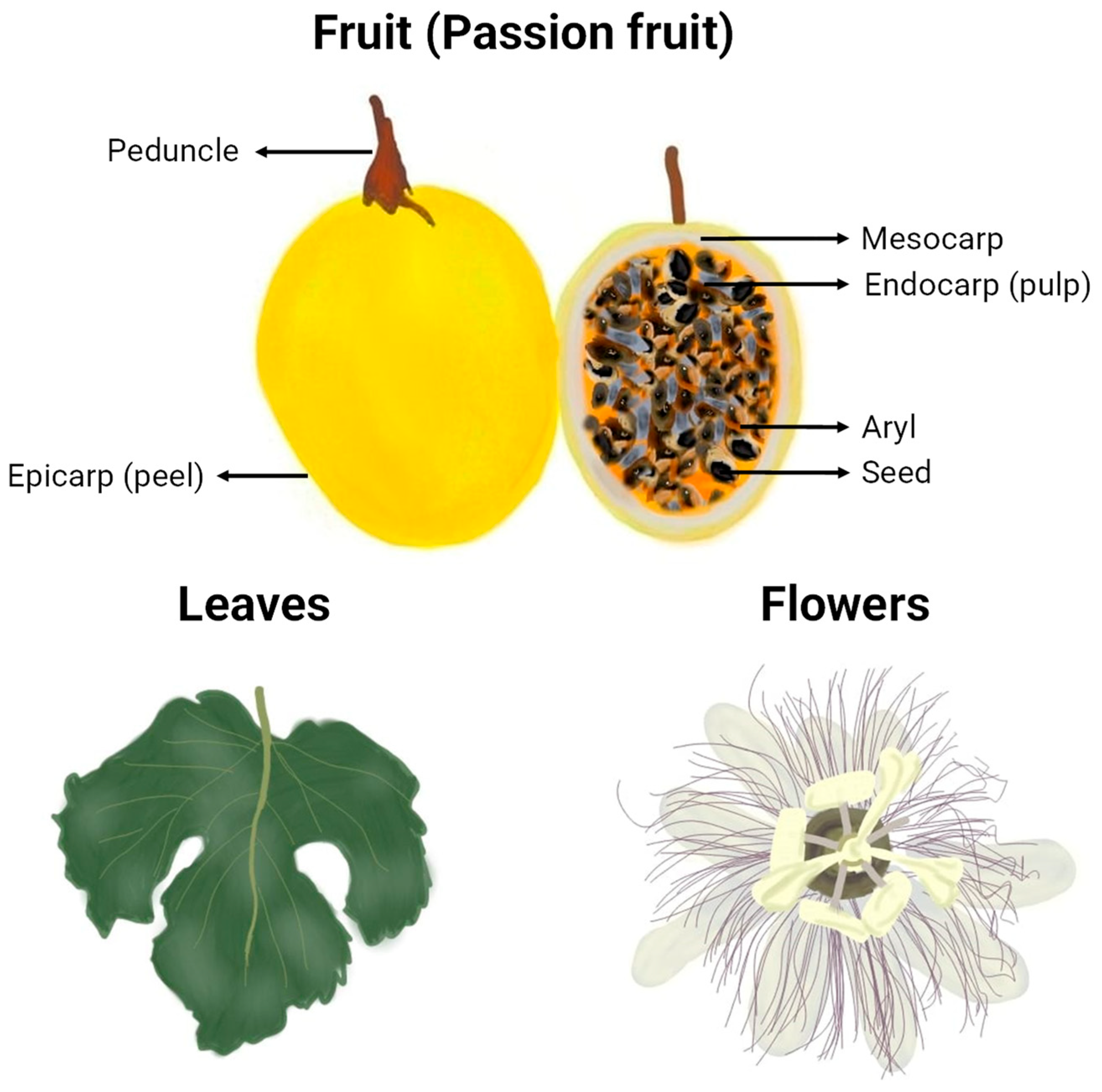 Molecules 29 01585 g003 Molecules 29 01585 g003