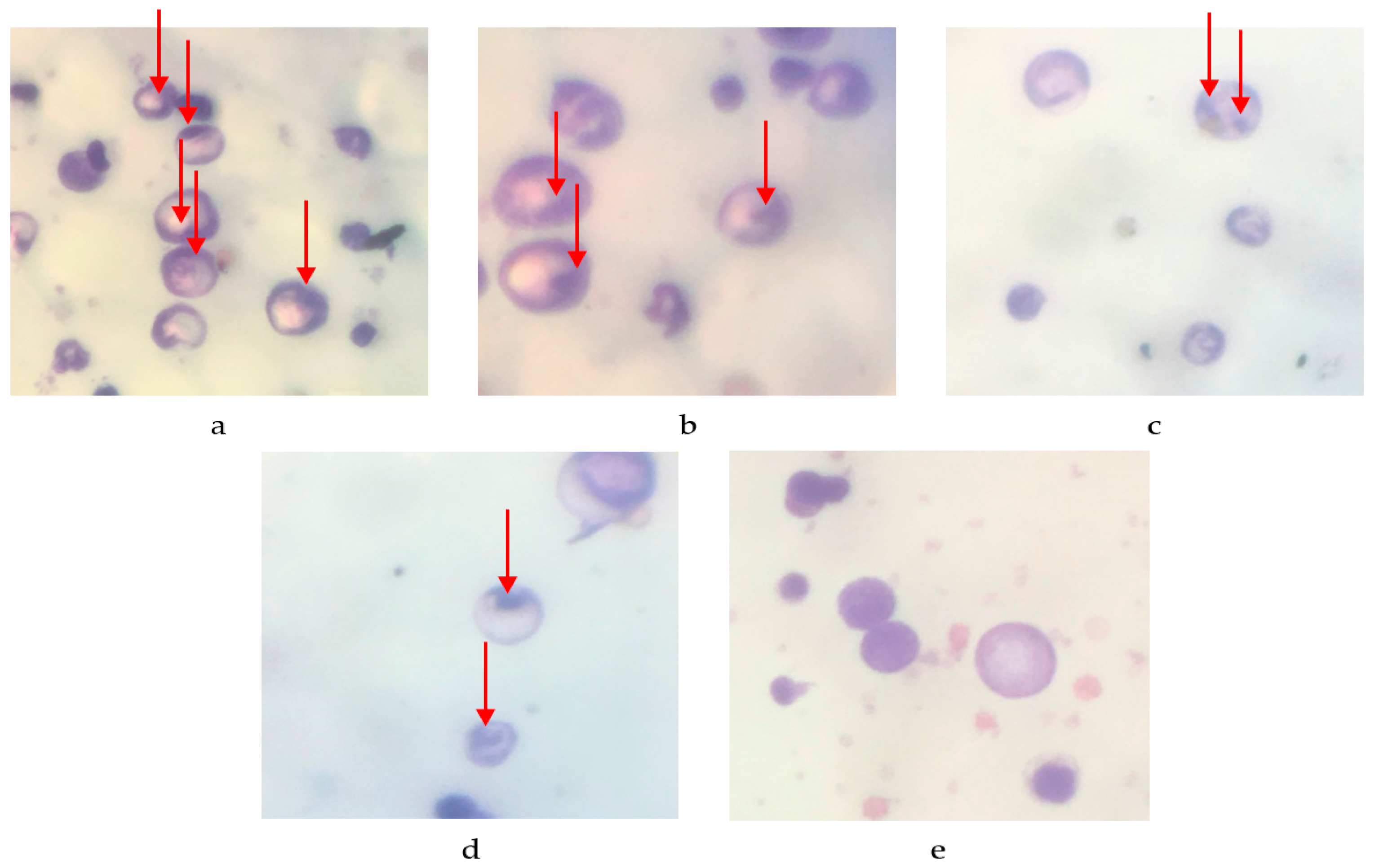 Molecules 29 01642 g001