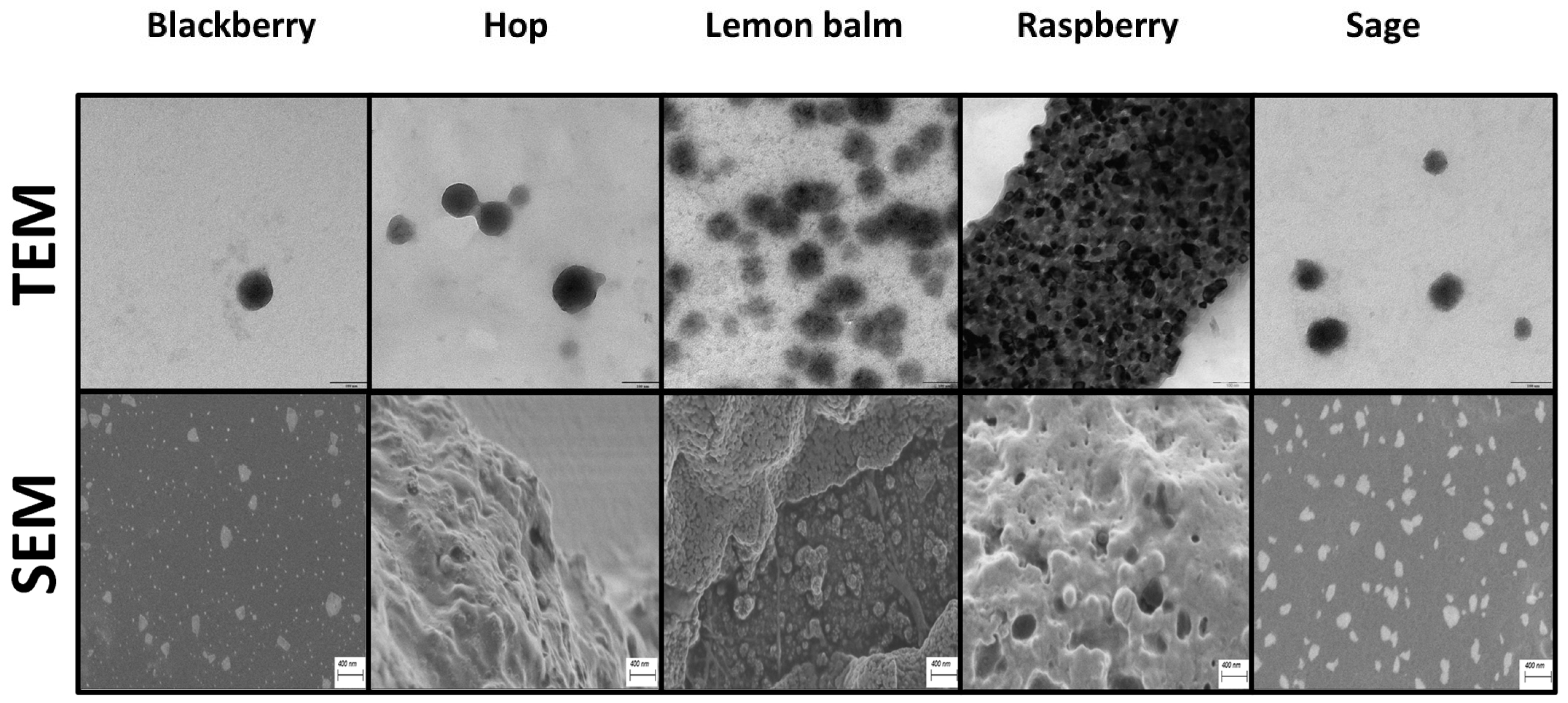 Molecules 29 01686 g001