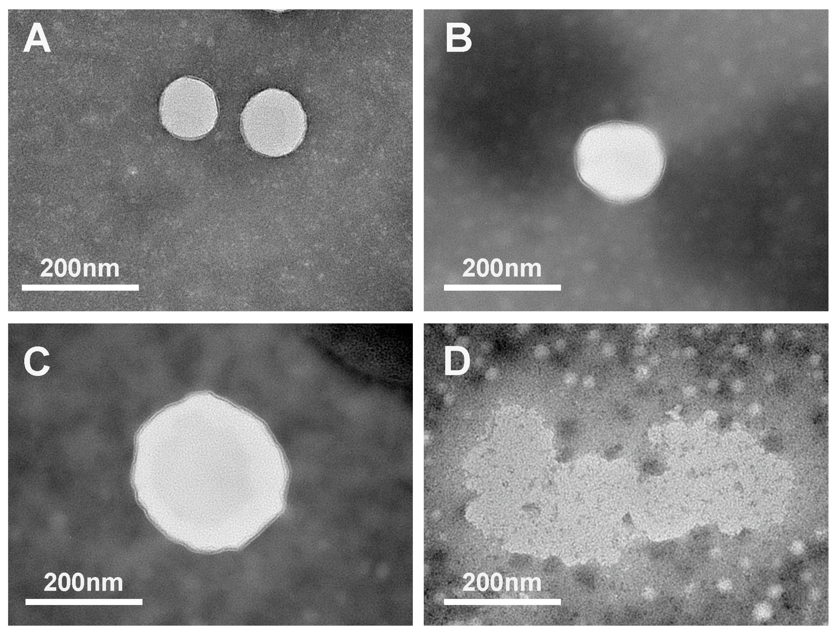 Molecules 29 01687 g004