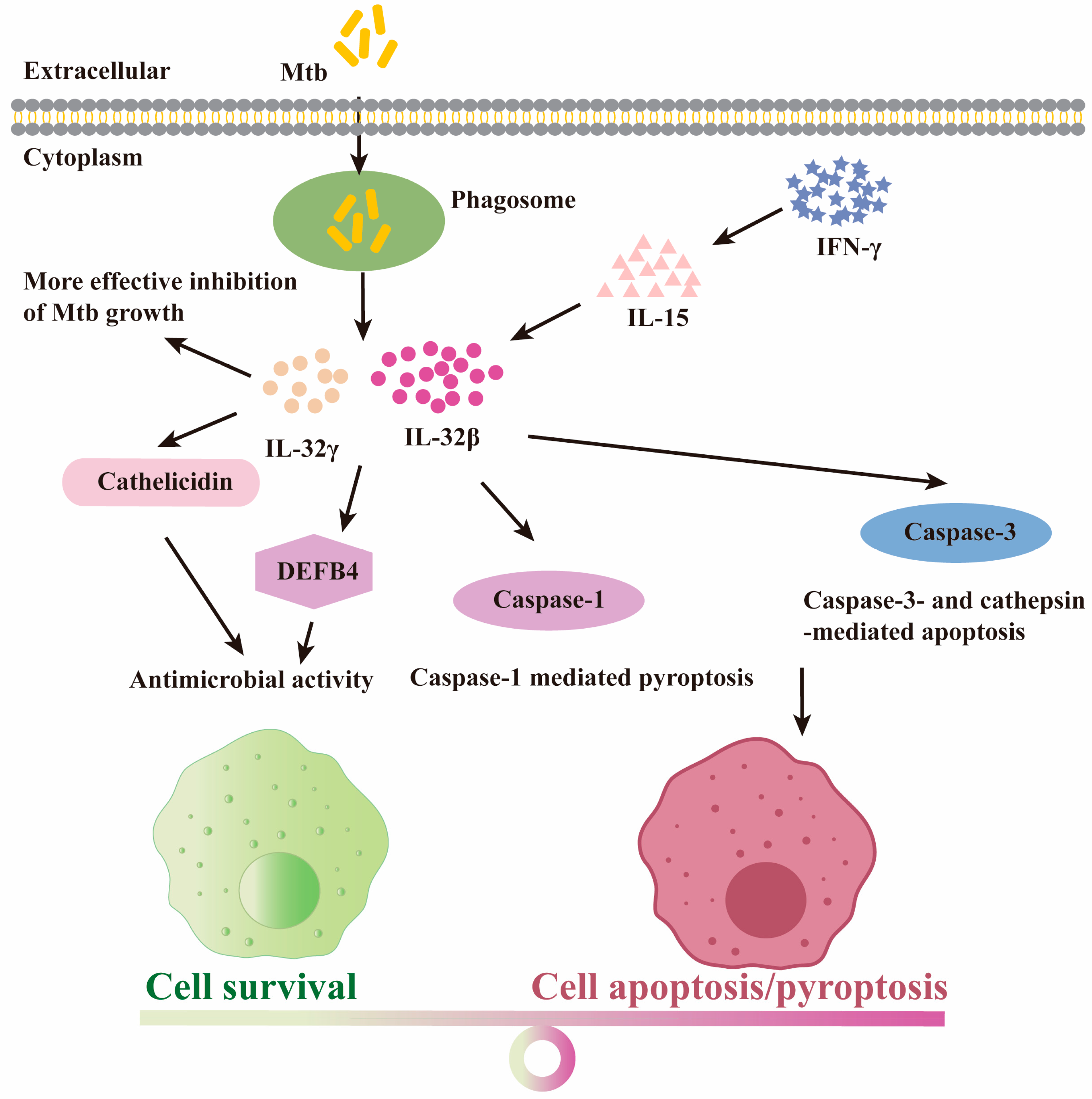 Molecules | Free Full-Text | The Role of mRNA Alternative Splicing in ...