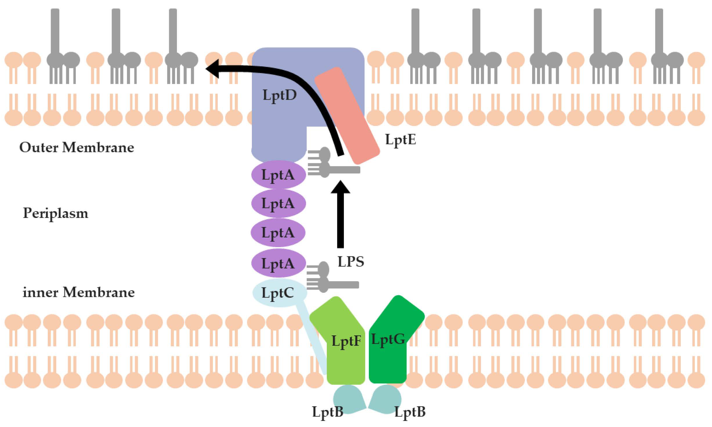 Molecules | Free Full-Text | The Prediction of LptA and LptC Protein ...