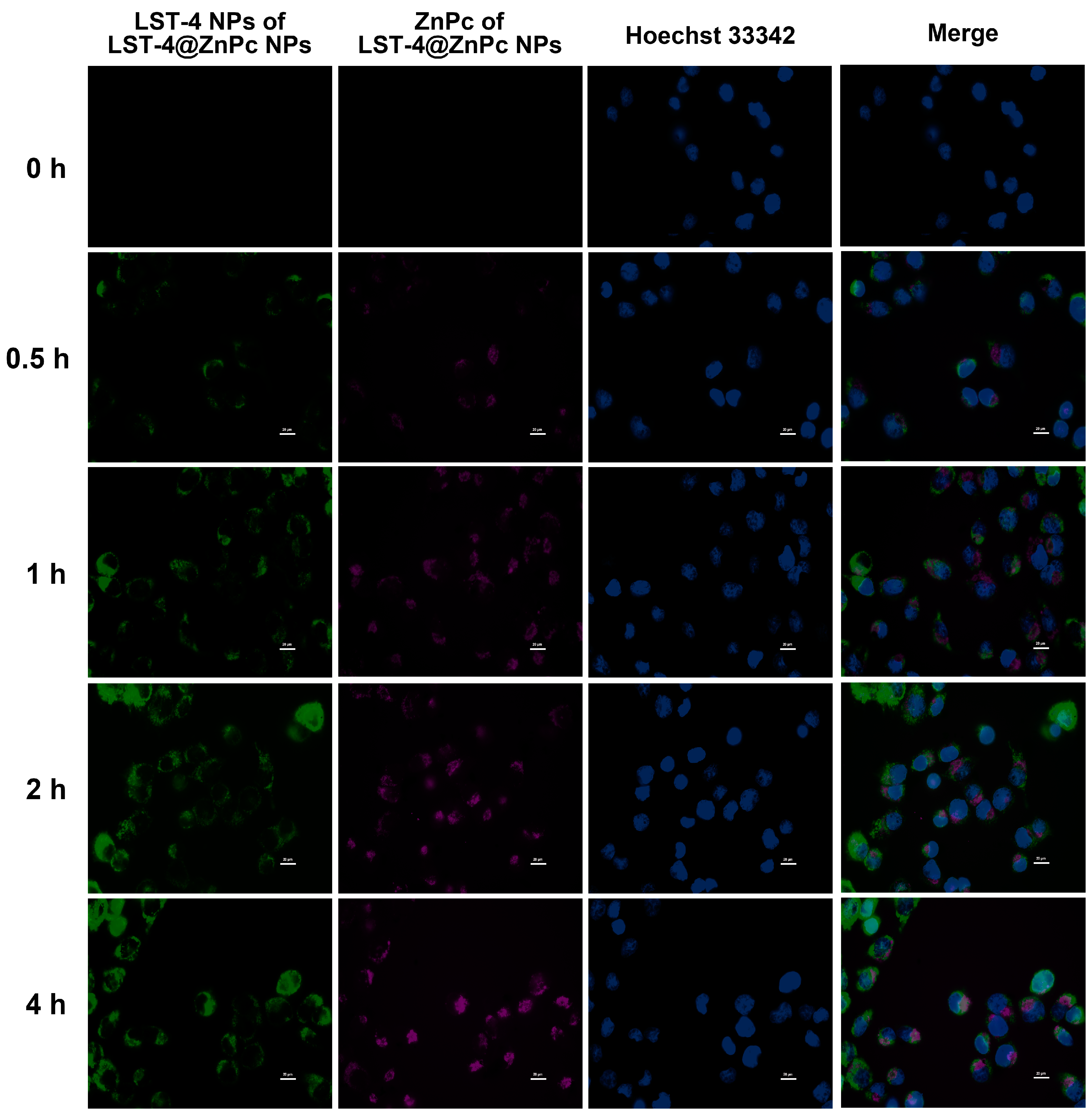 Molecules 29 01845 g006