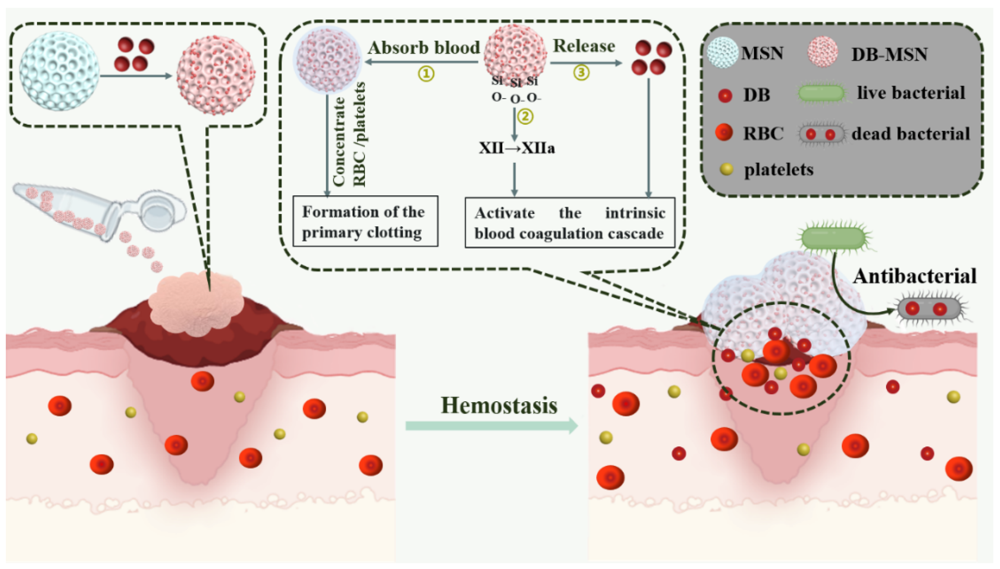 Molecules 29 01888 sch001