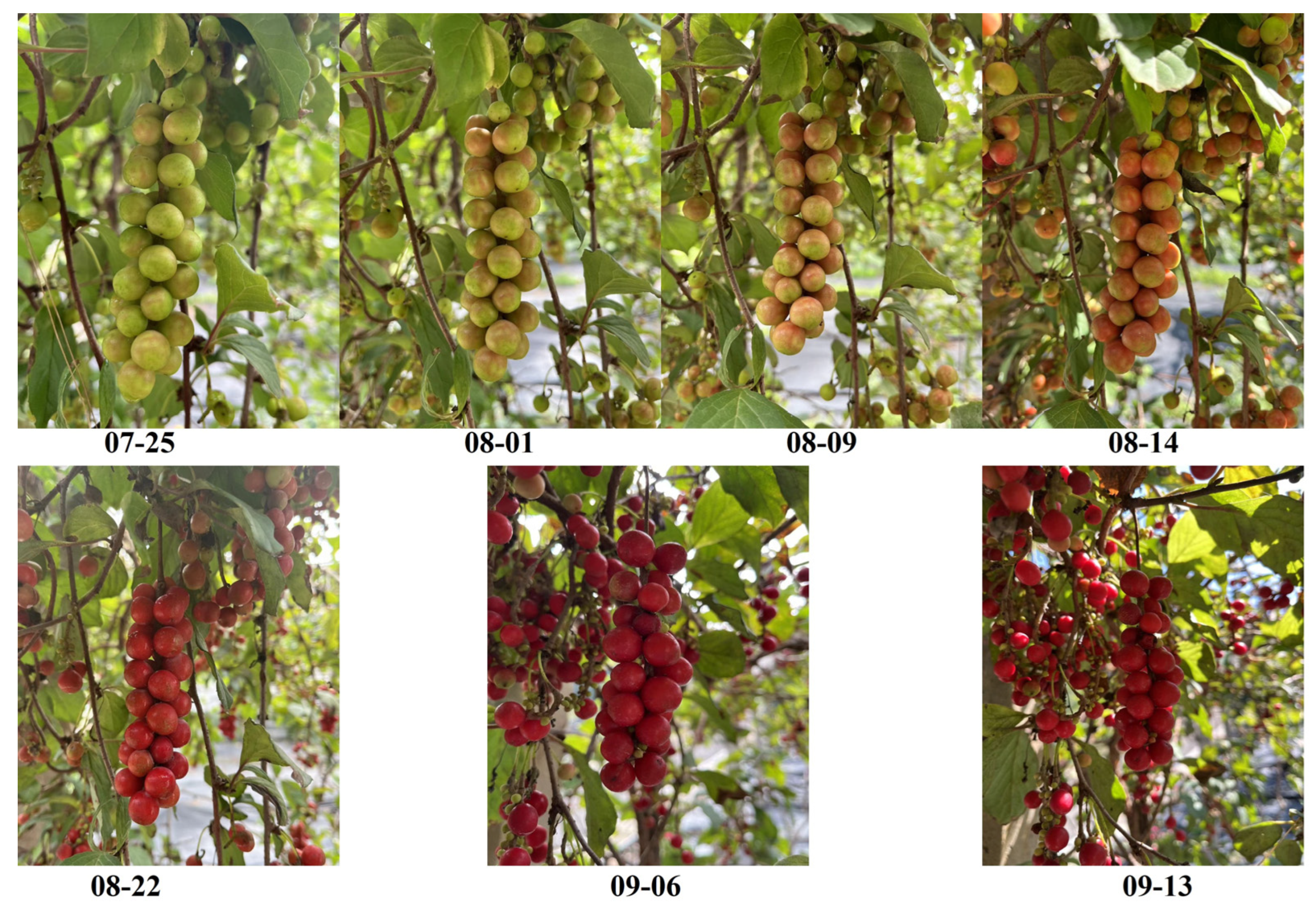 Molecules 29 01893 g009