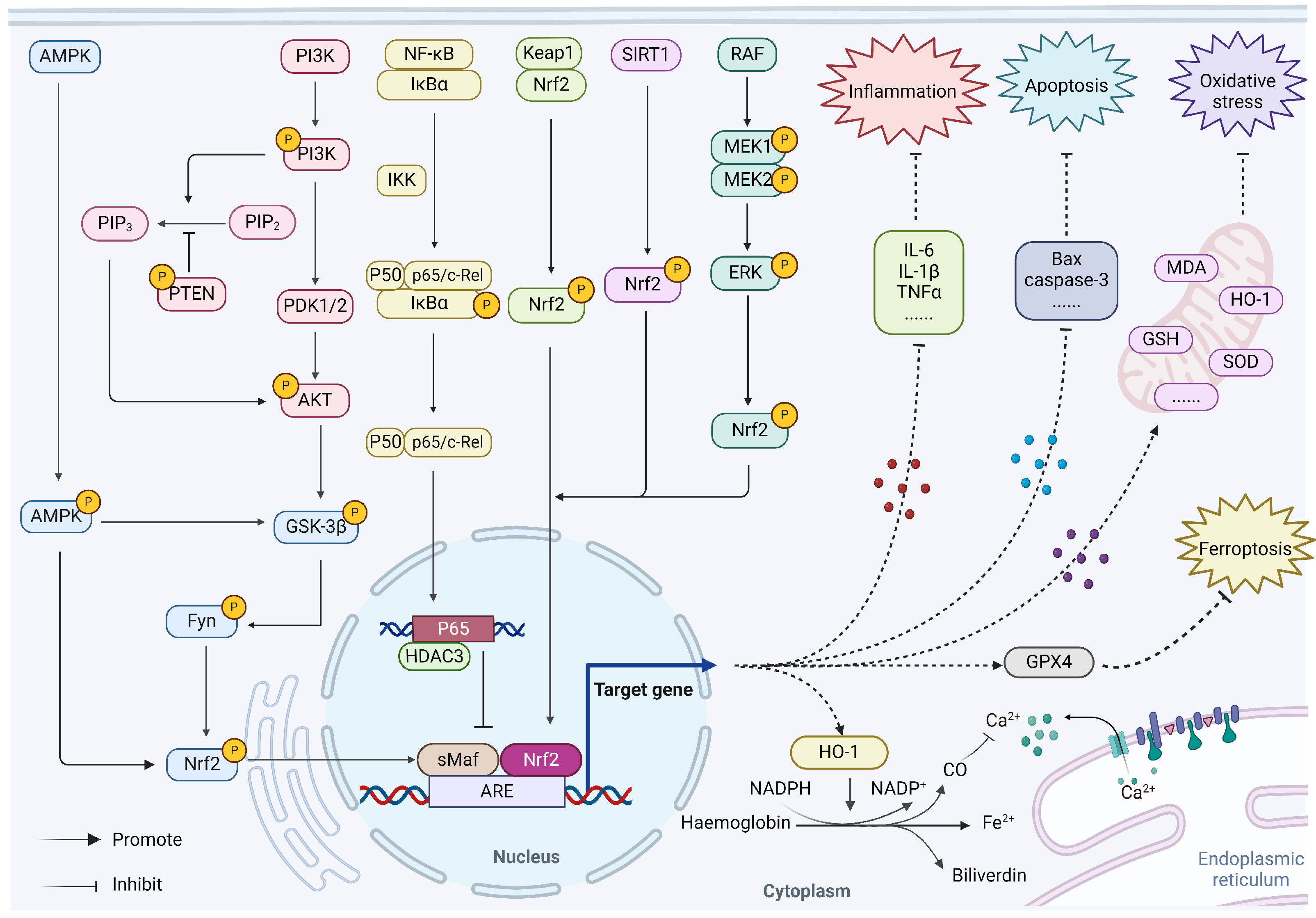 Potential Targets of Natural Products for Improving Cardiac Ischemic ...