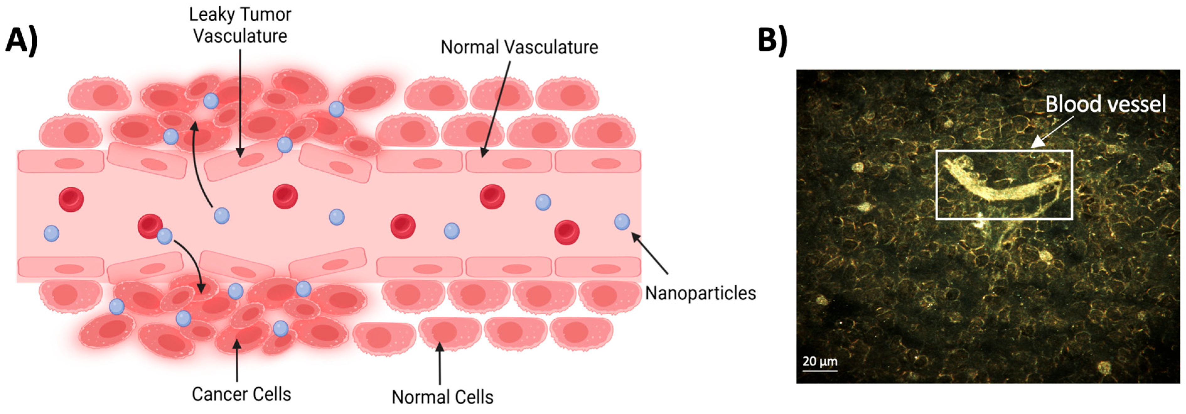 Molecules 29 02438 g002
