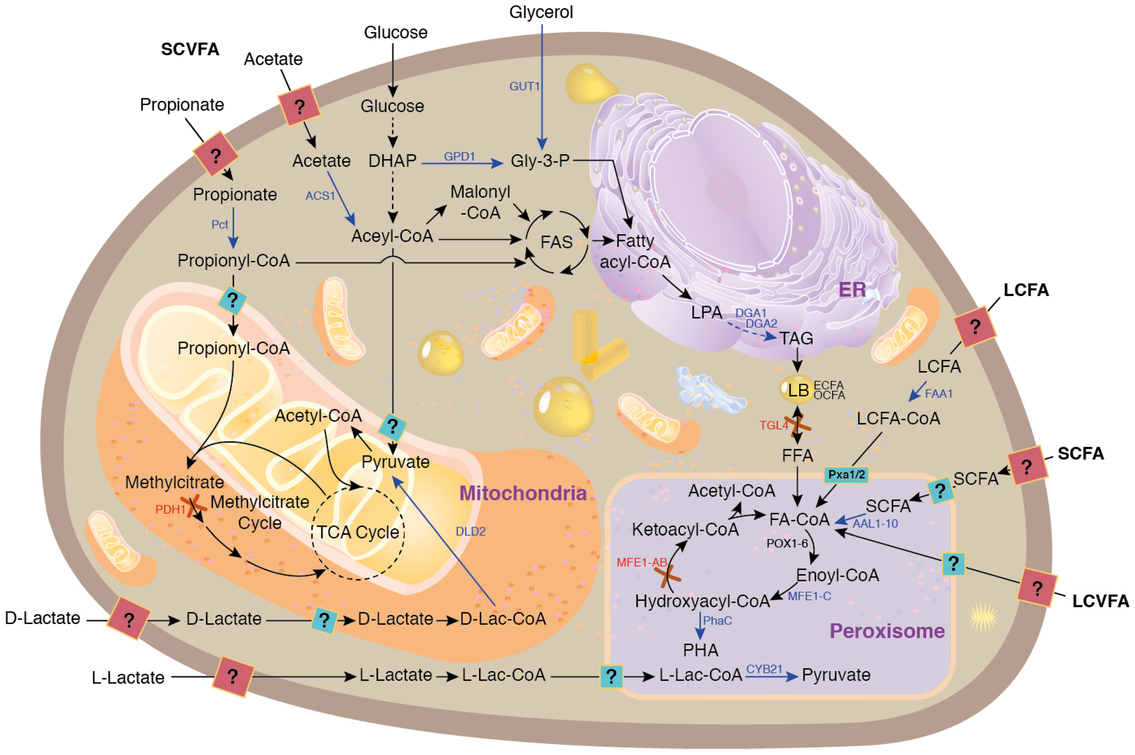 Molecules 29 02477 g005