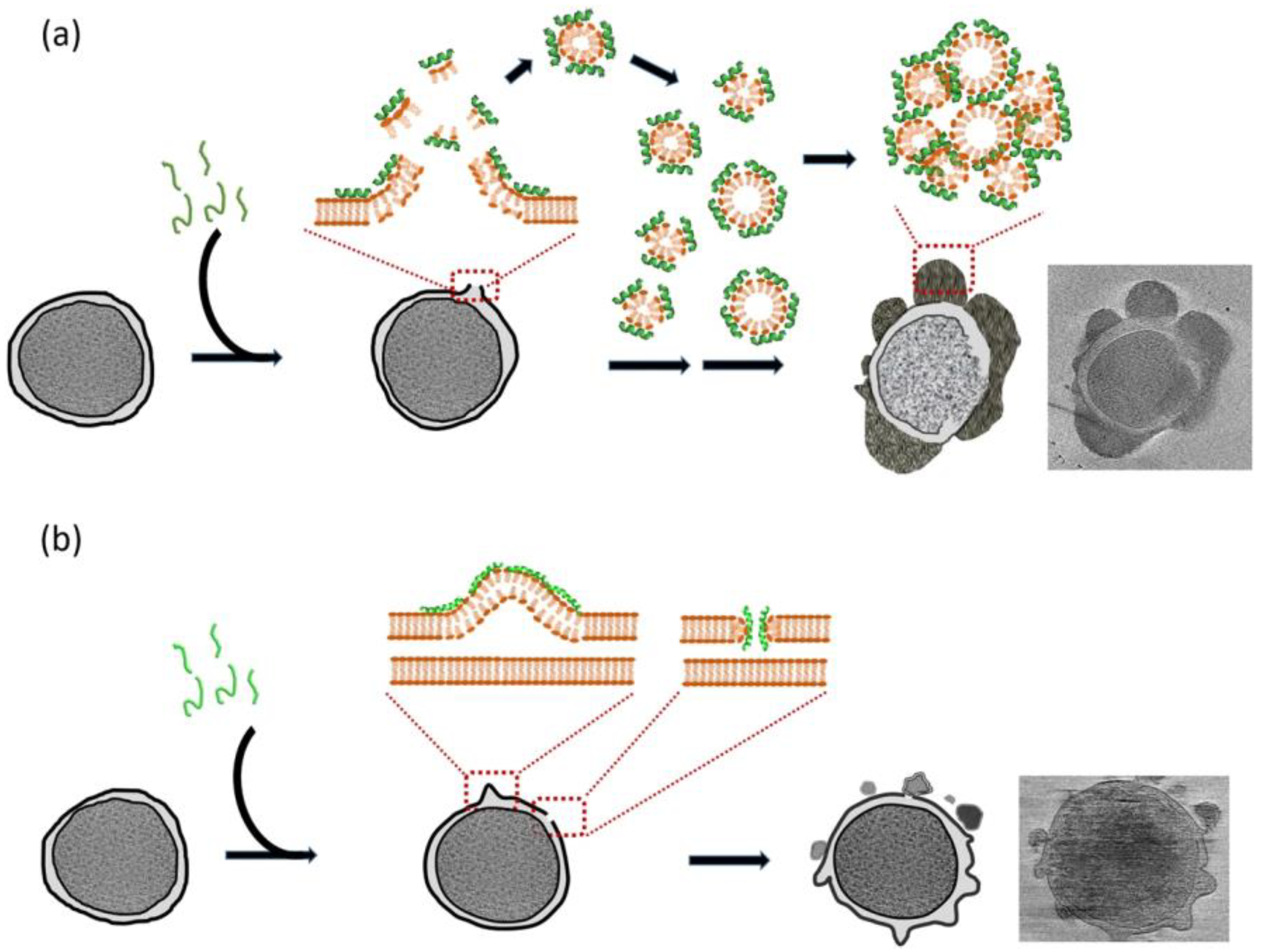 Molecules 29 02492 g003