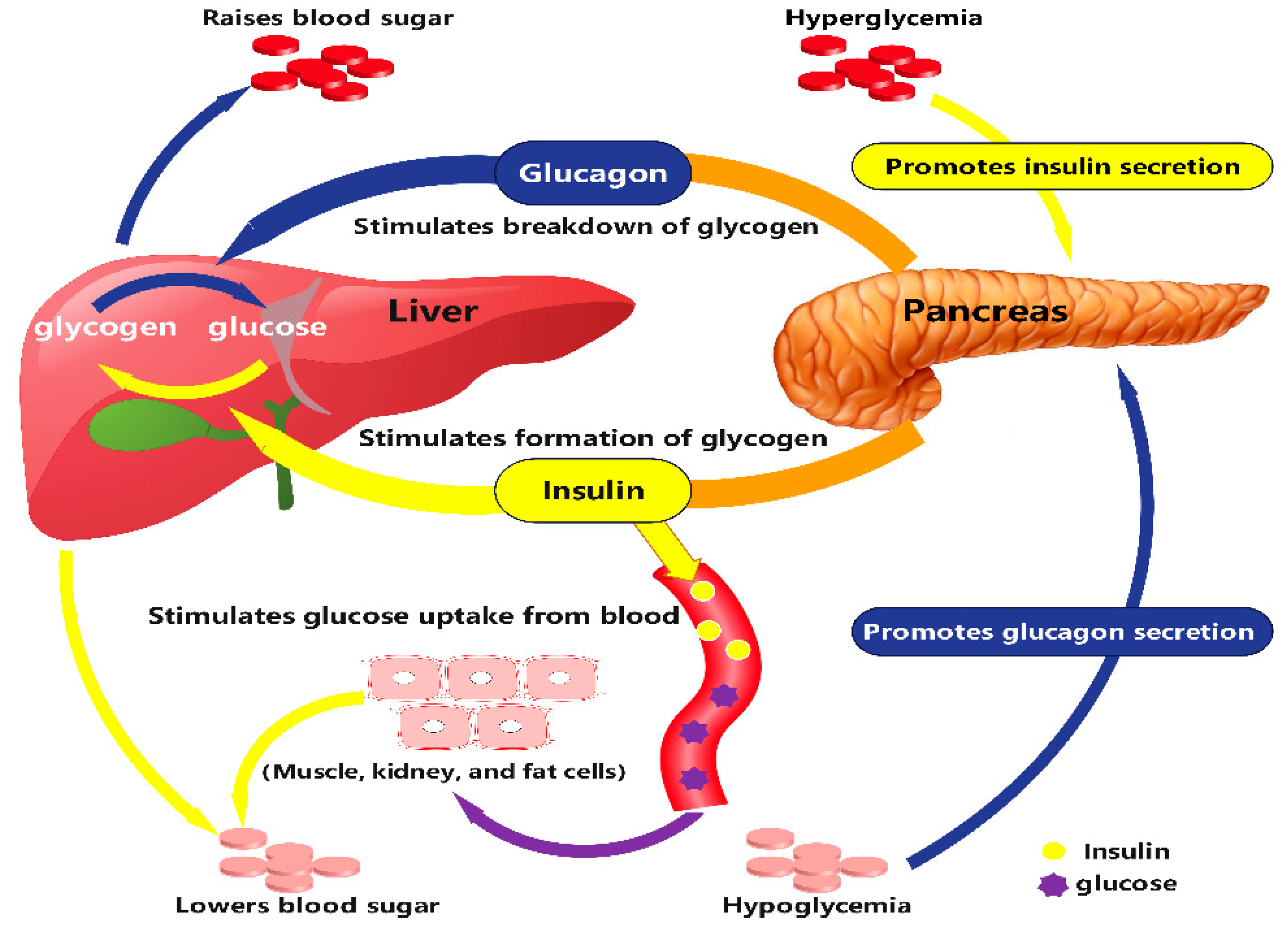 Molecules 29 02530 g003
