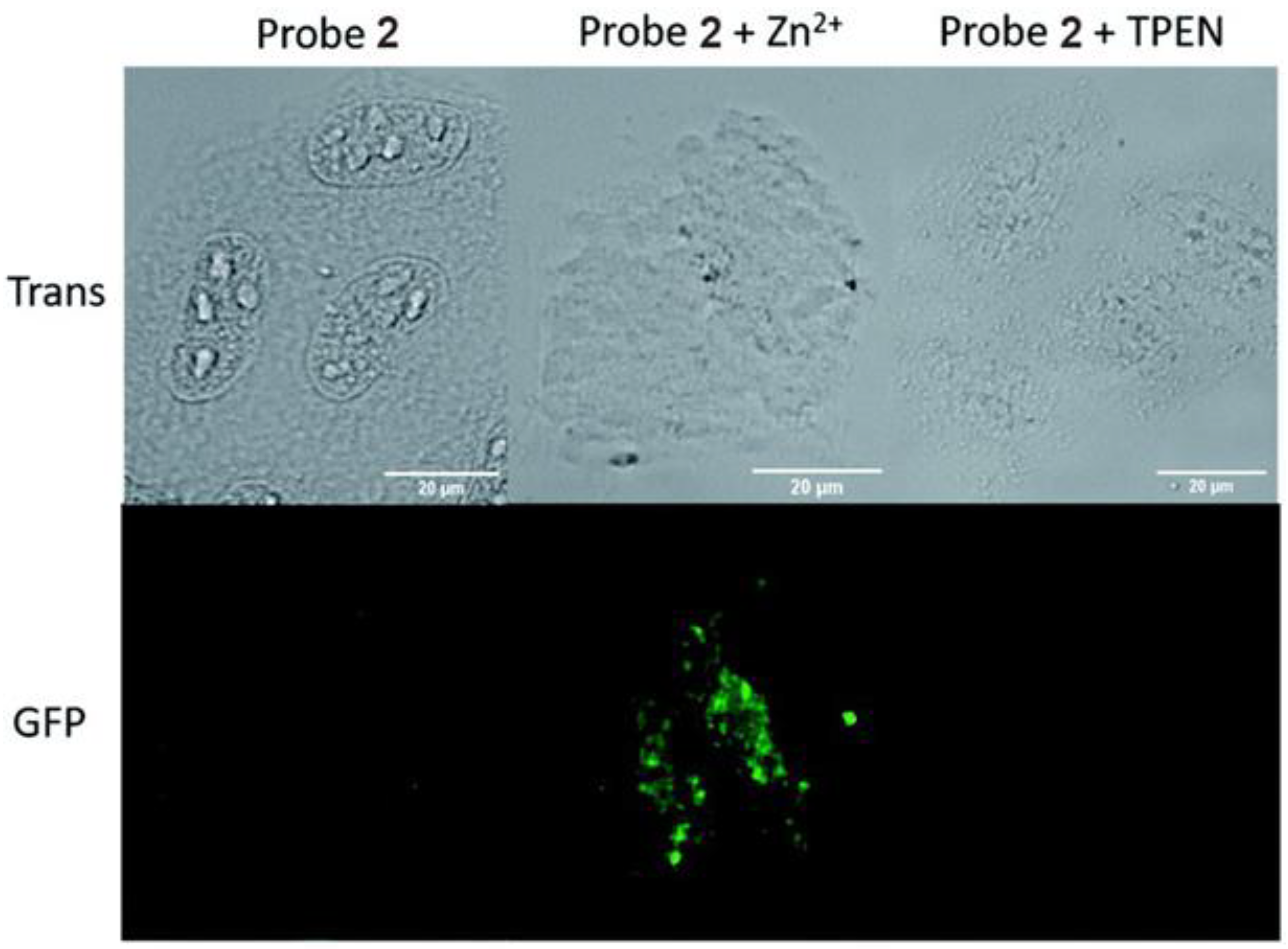 Molecules 29 02542 g005