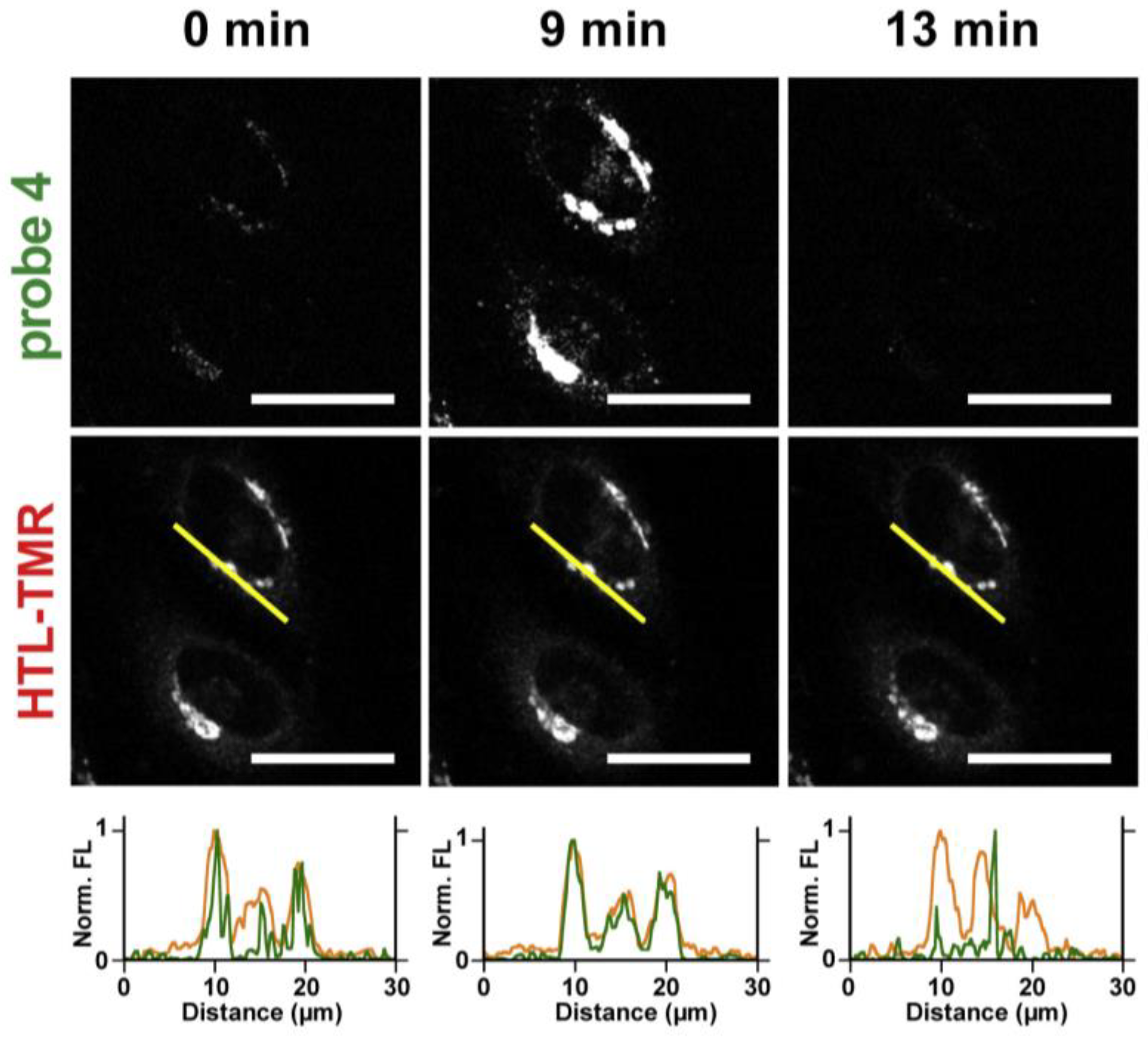 Molecules 29 02542 g010