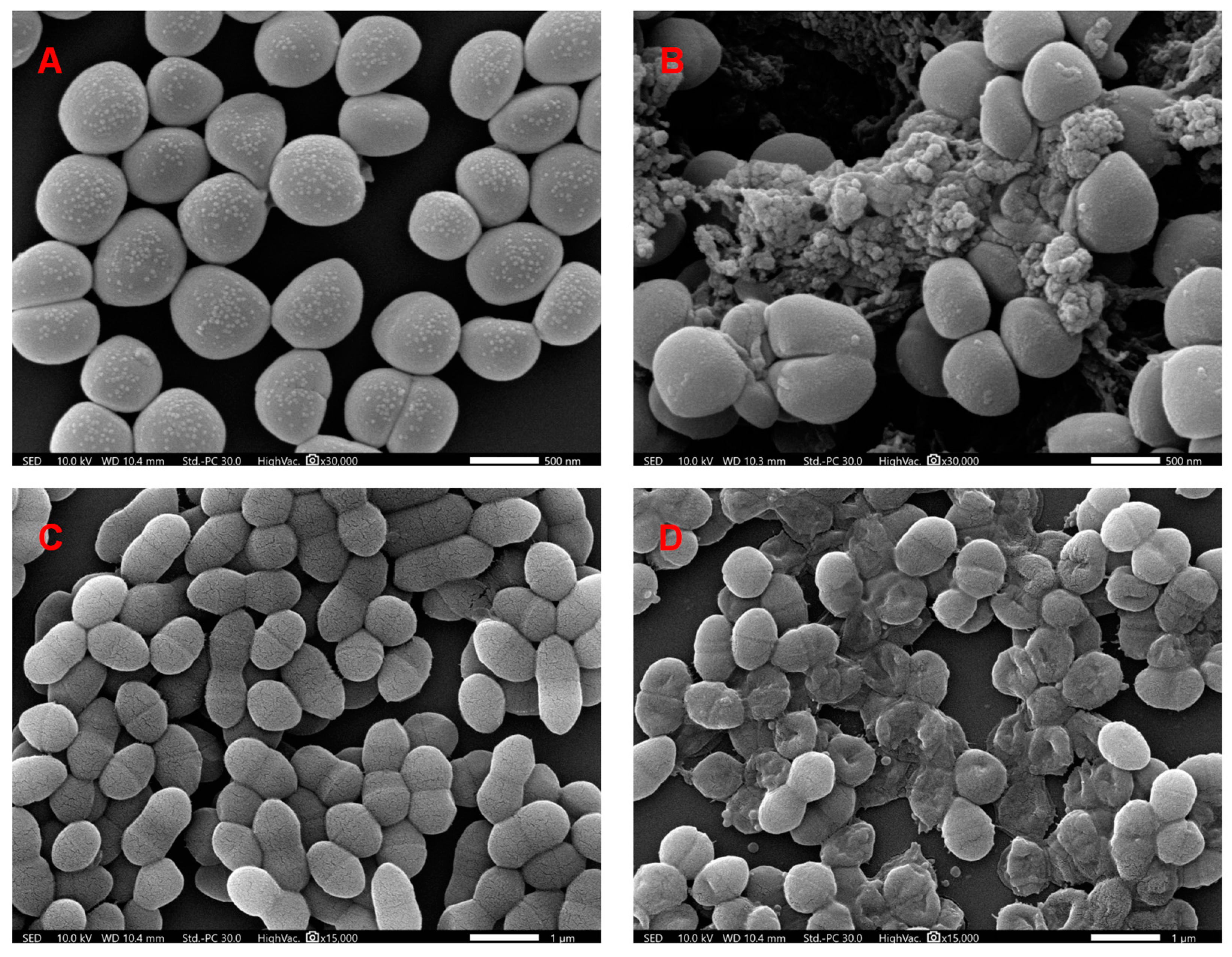 Molecules 29 02574 g003