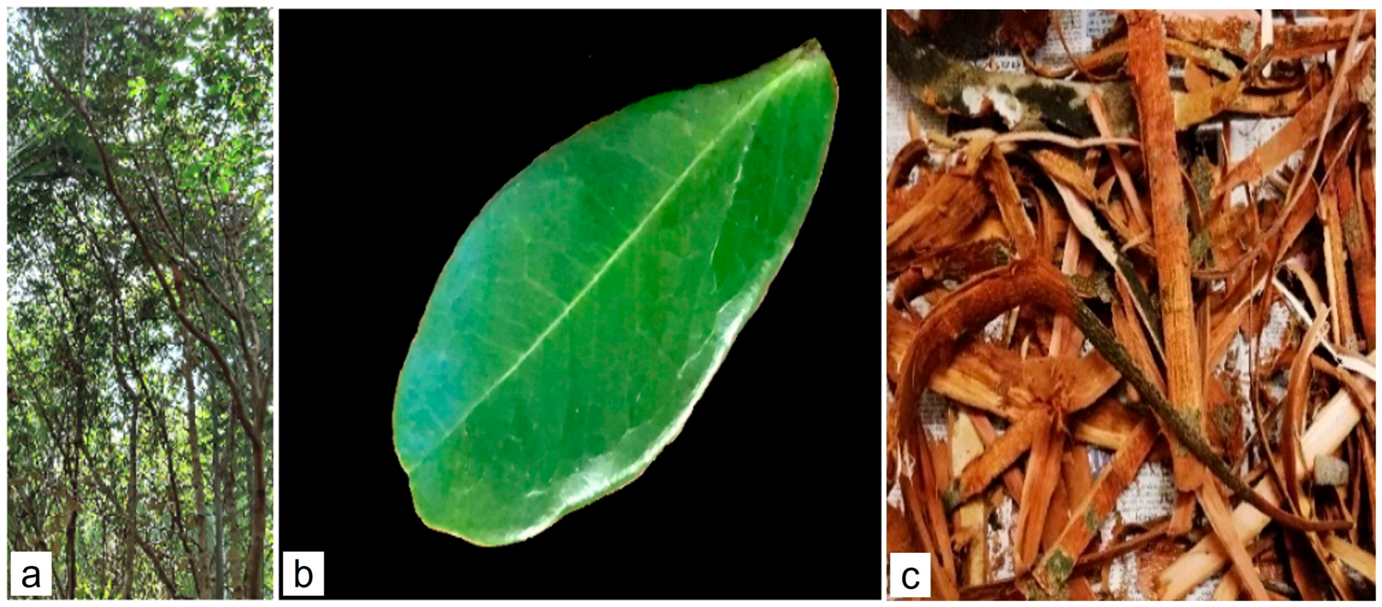 Molecules 29 02629 g001