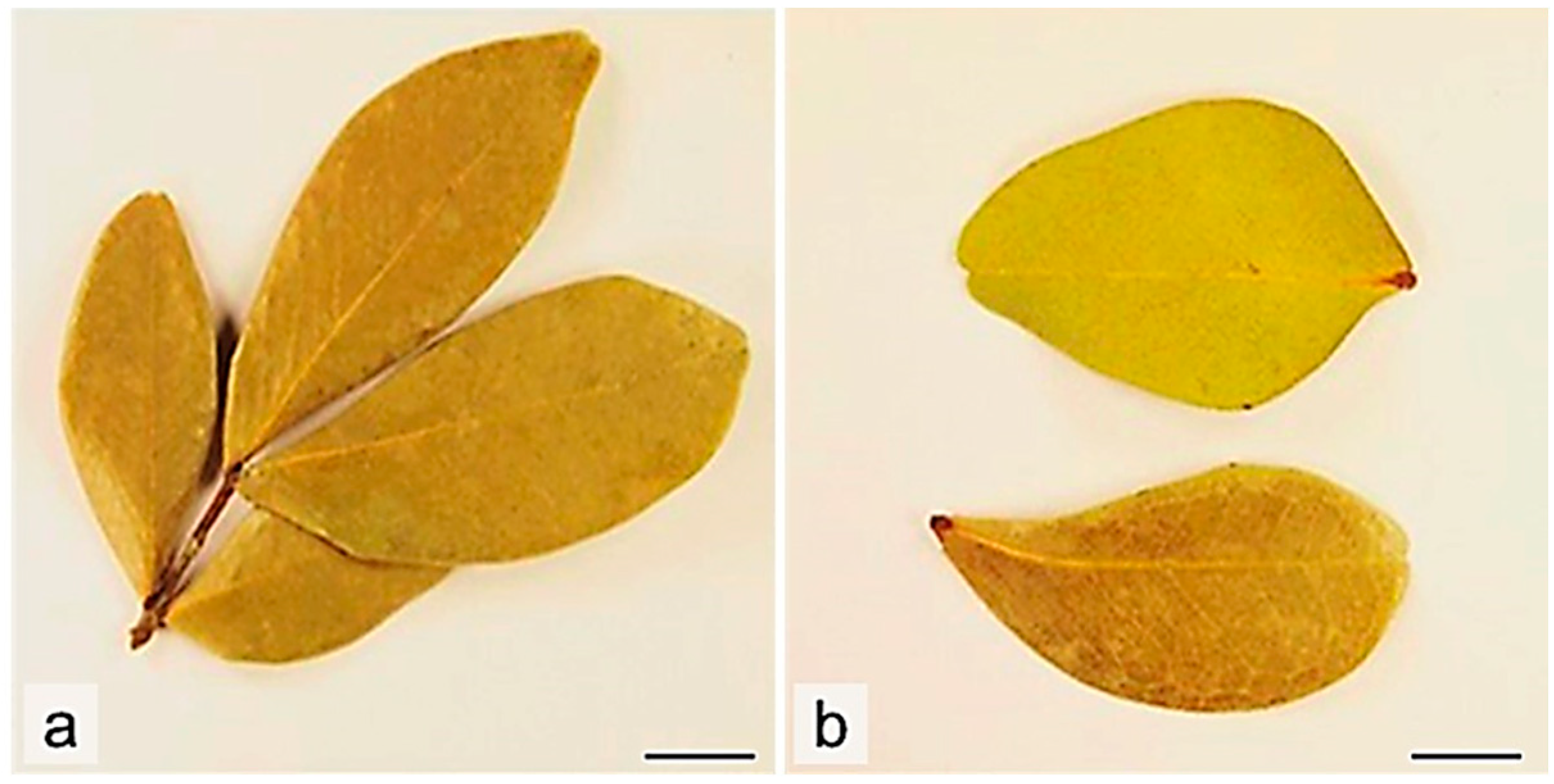Molecules 29 02629 g002