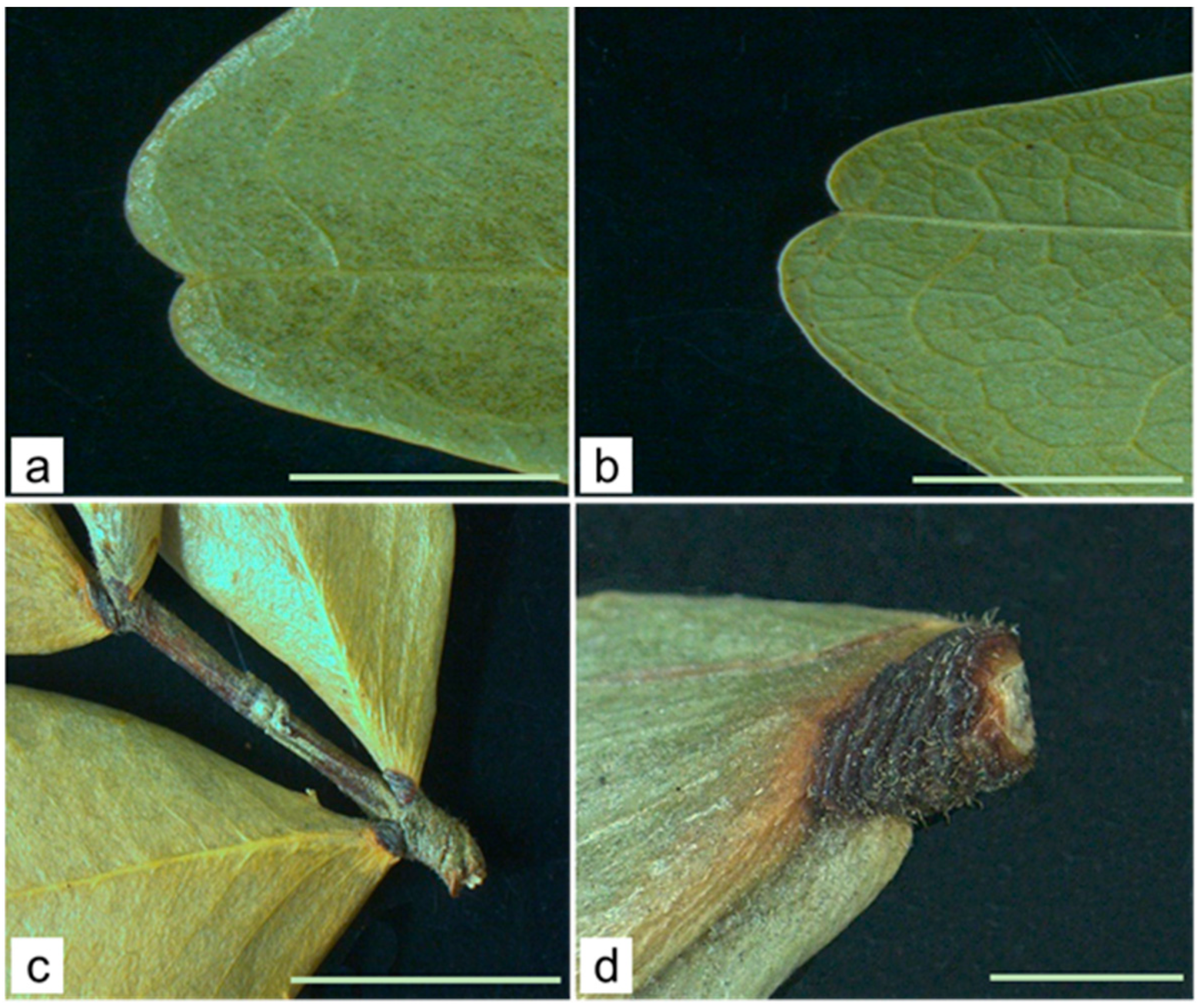 Molecules 29 02629 g003
