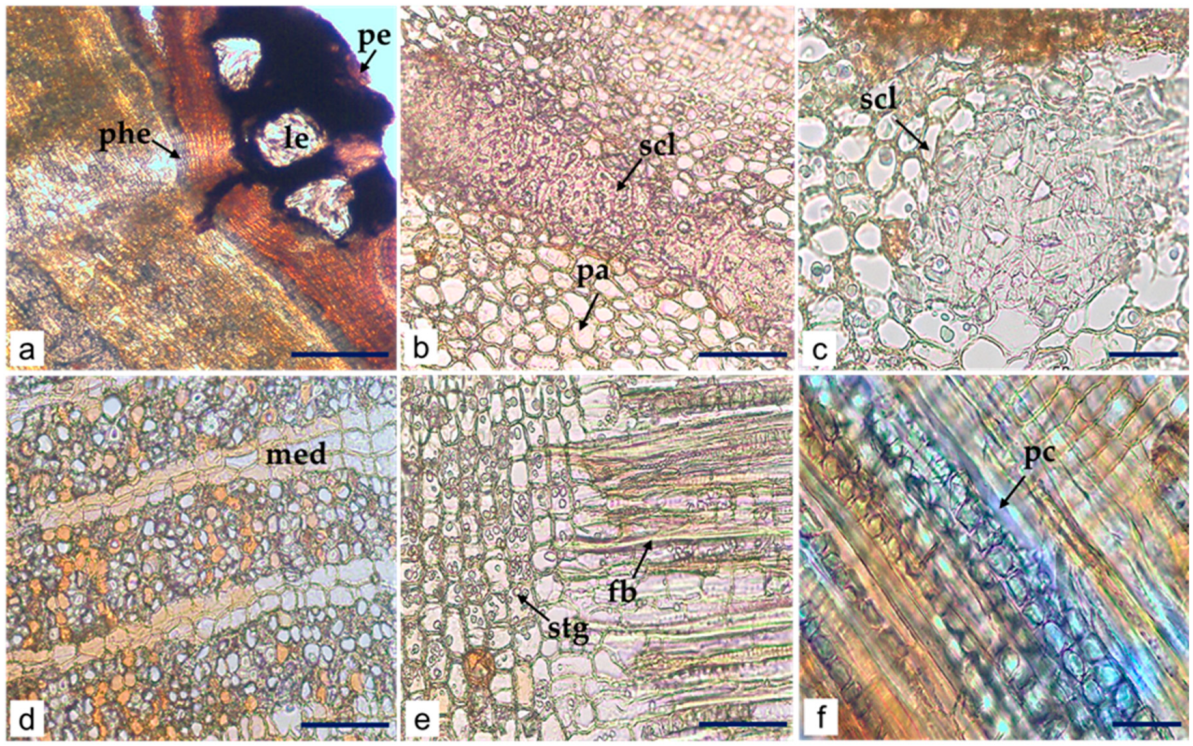 Molecules 29 02629 g007