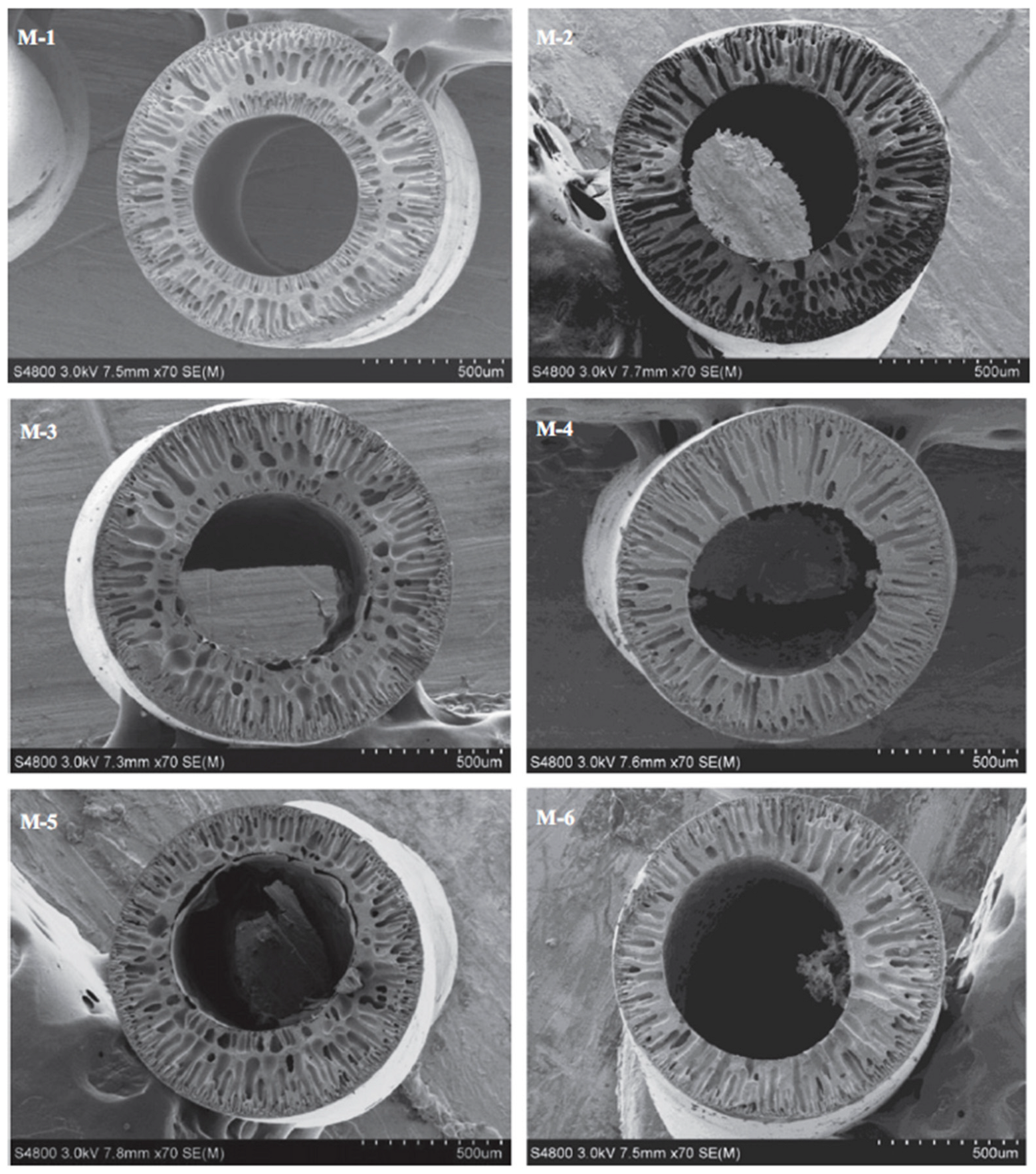 Molecules 29 02637 g004