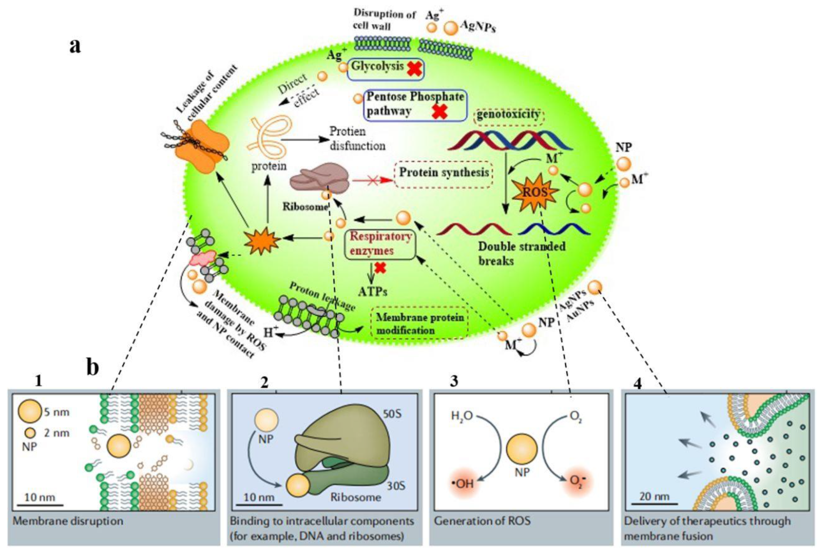 Molecules 29 02640 sch001