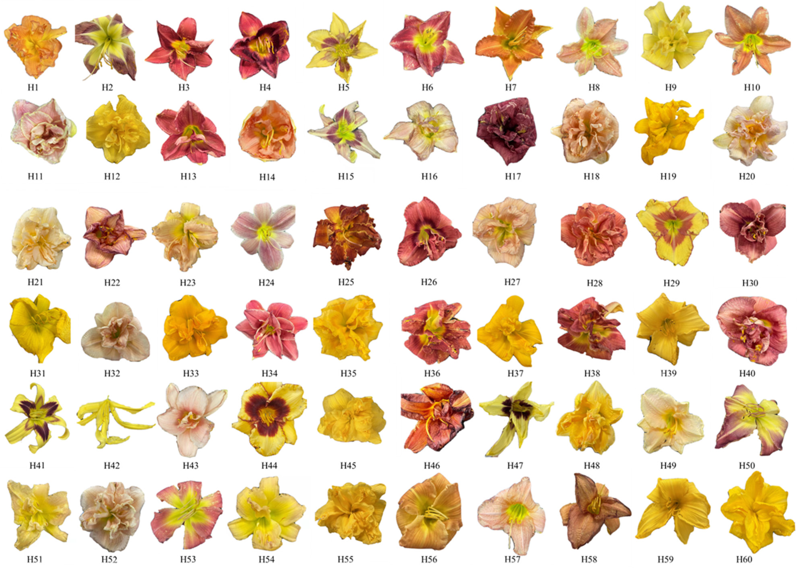 Molecules 29 02712 g005