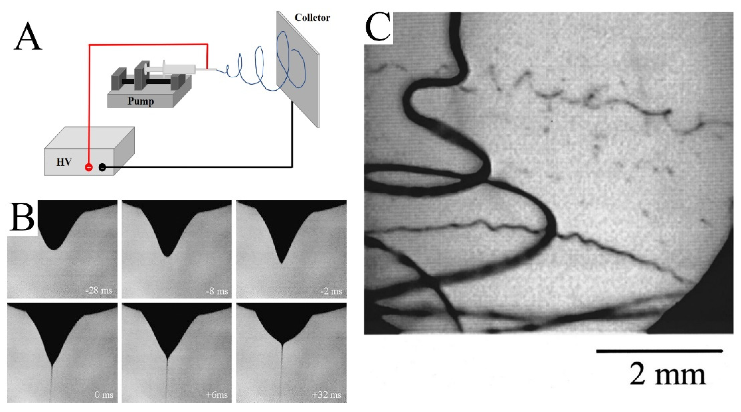 Molecules 29 02769 g001