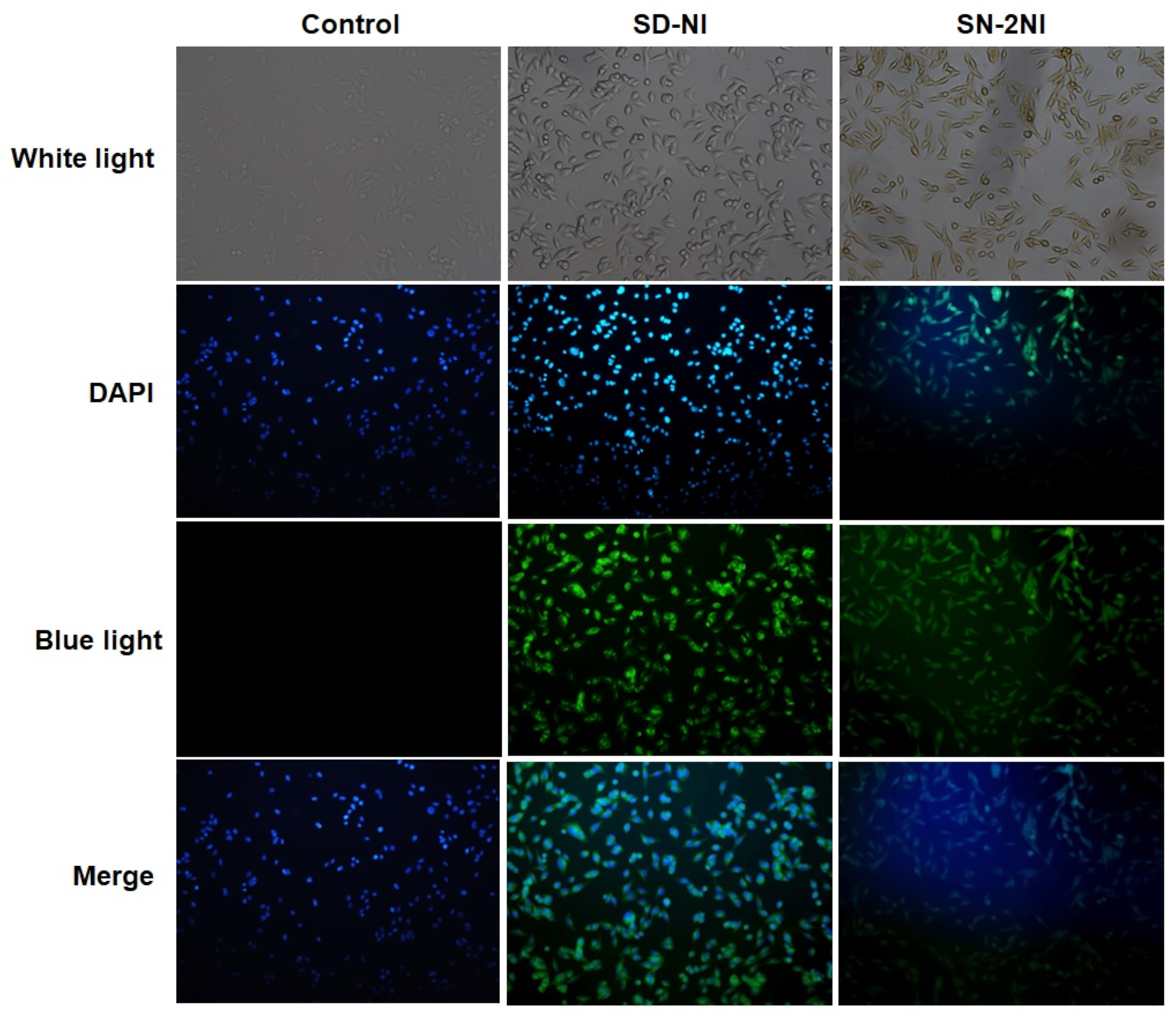 Molecules 29 02774 g007