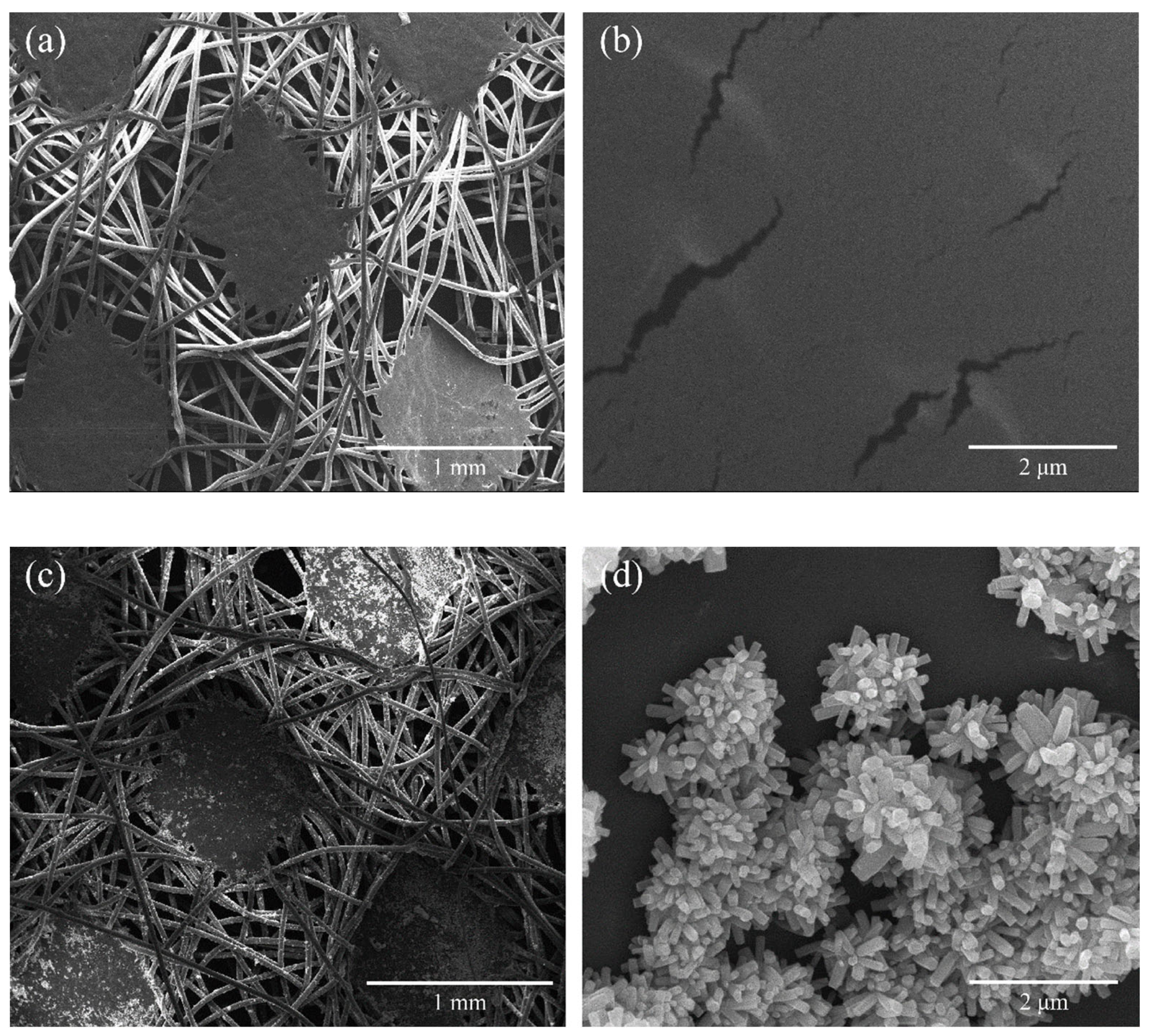 Molecules 29 02916 g001