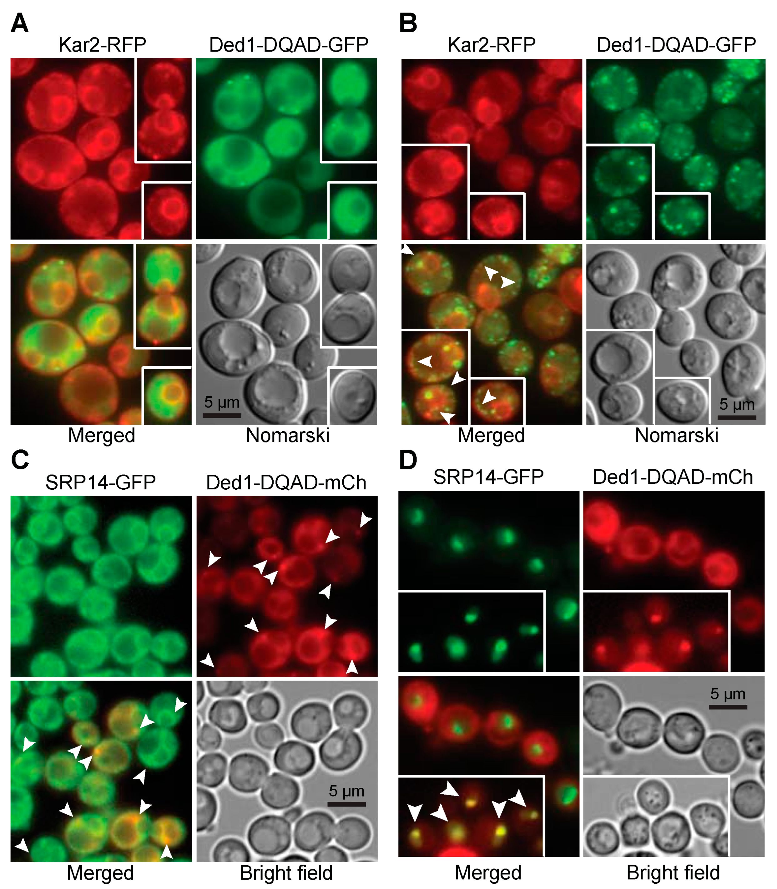 Molecules 29 02944 g004
