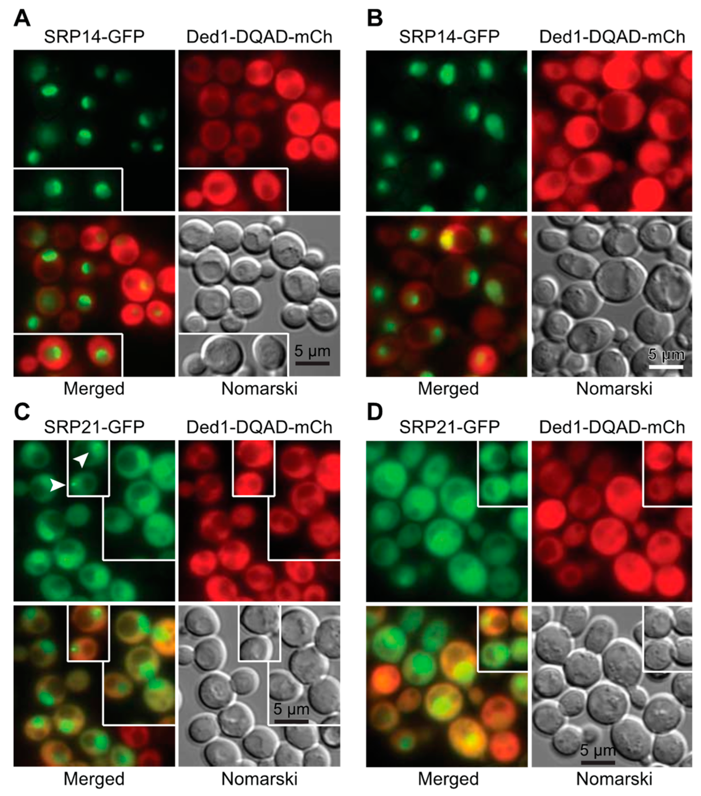 Molecules 29 02944 g005