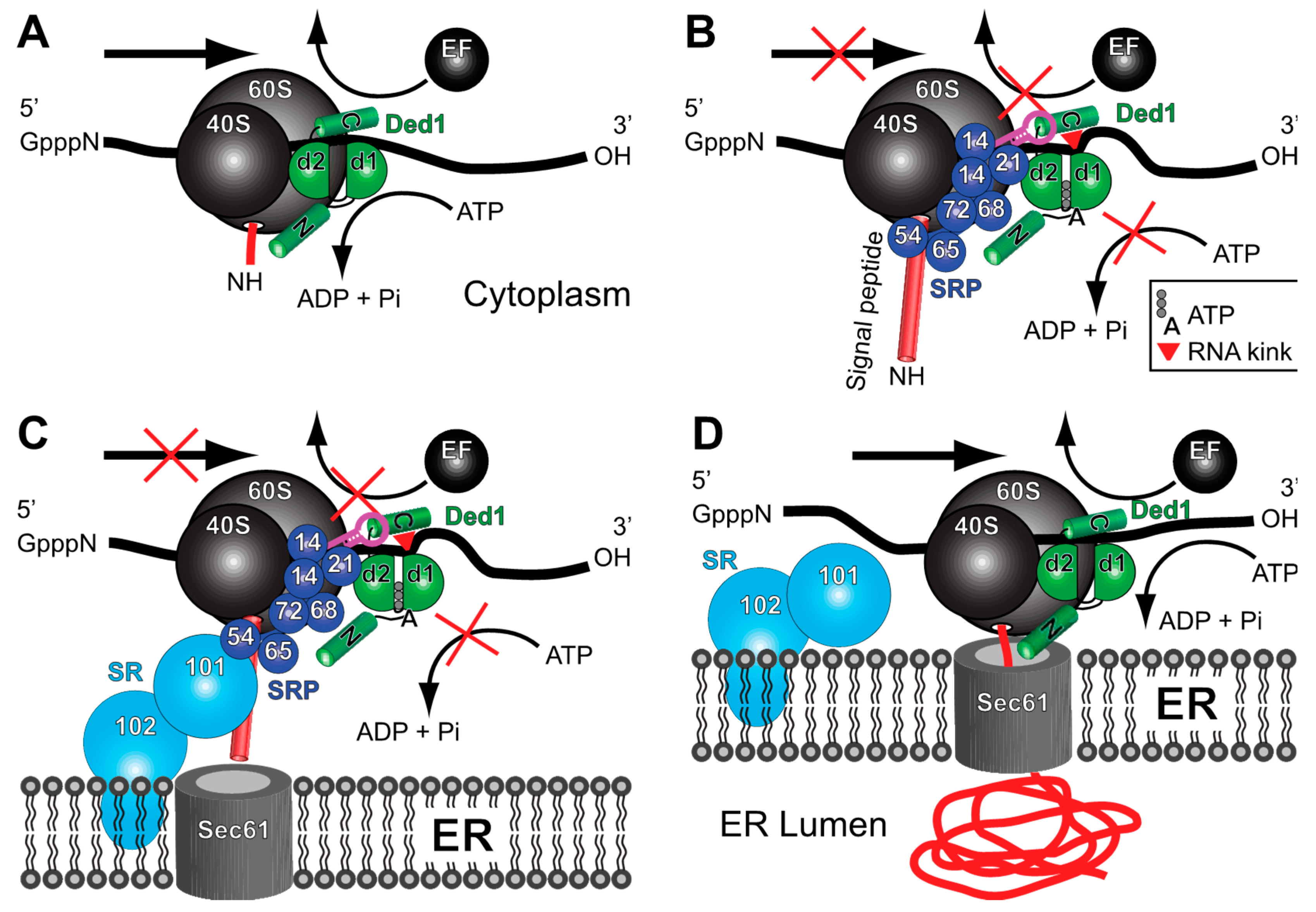 Molecules 29 02944 g010