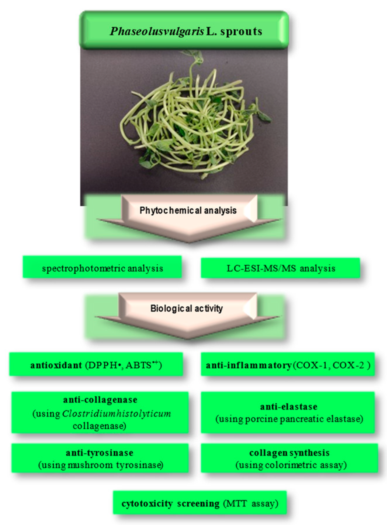 Molecules 29 03058 g001