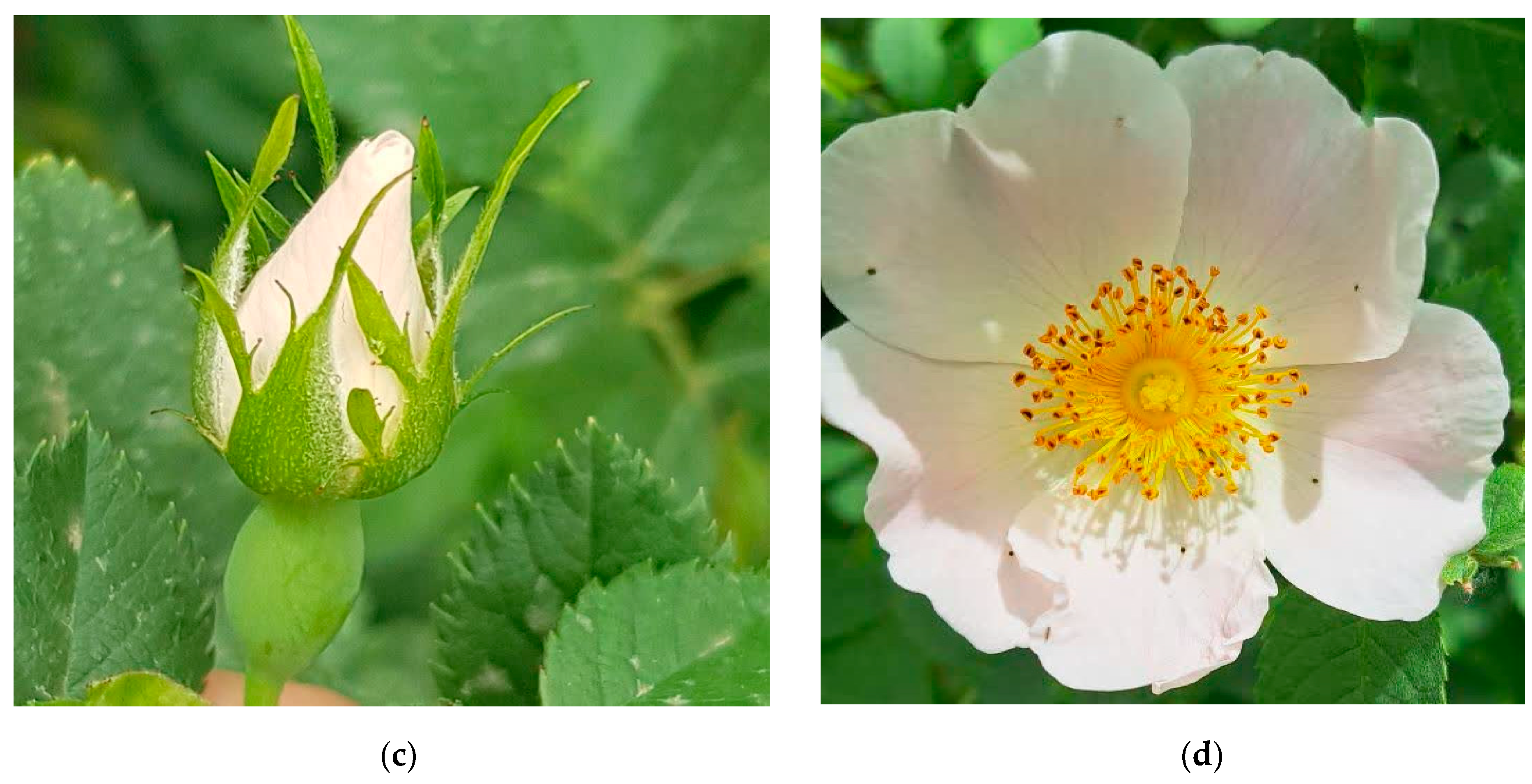 Molecules 29 03145 g007b