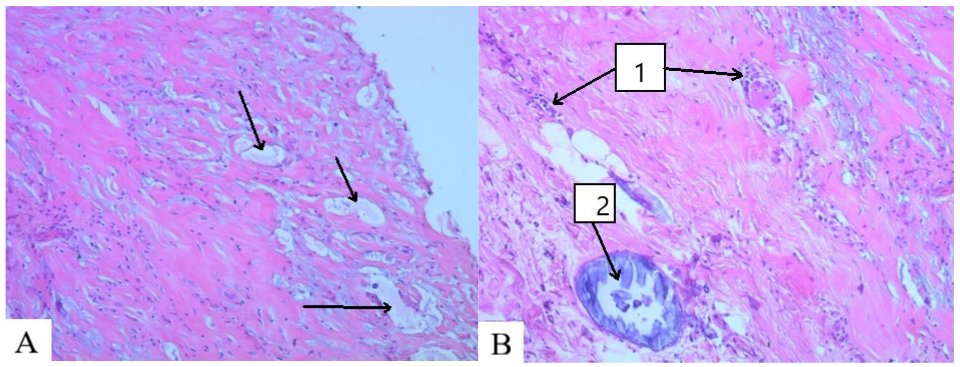 Molecules 29 03247 g004