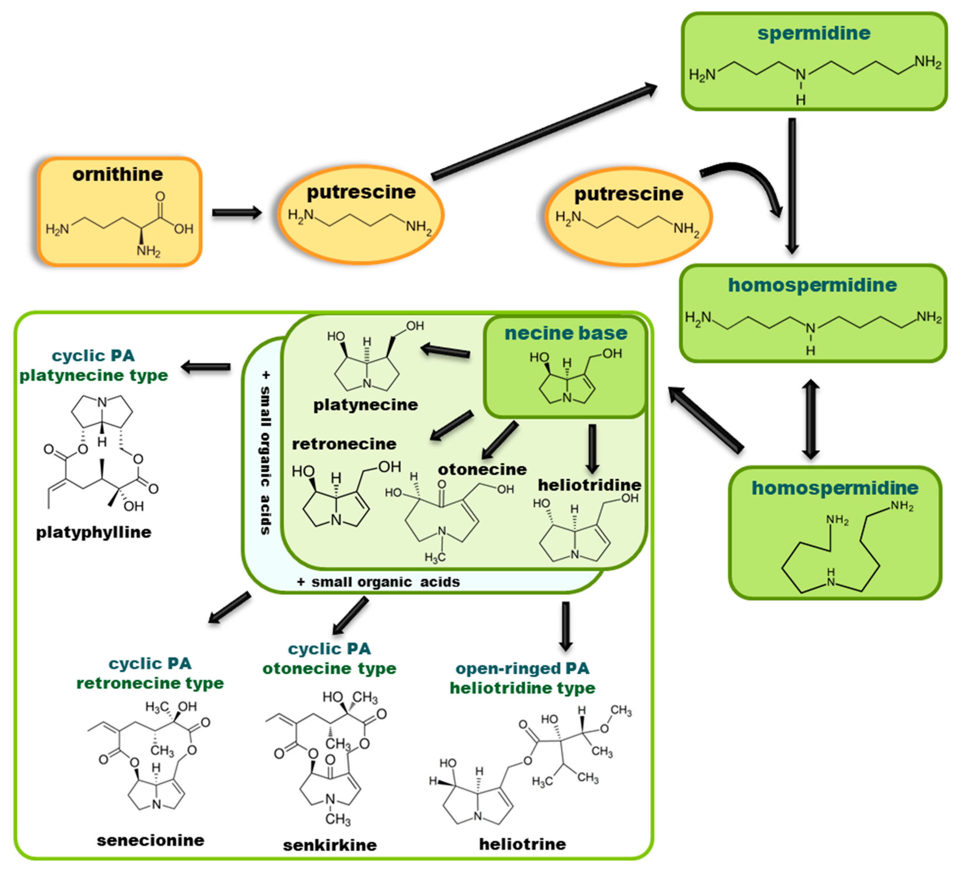 Molecules 29 03269 g003