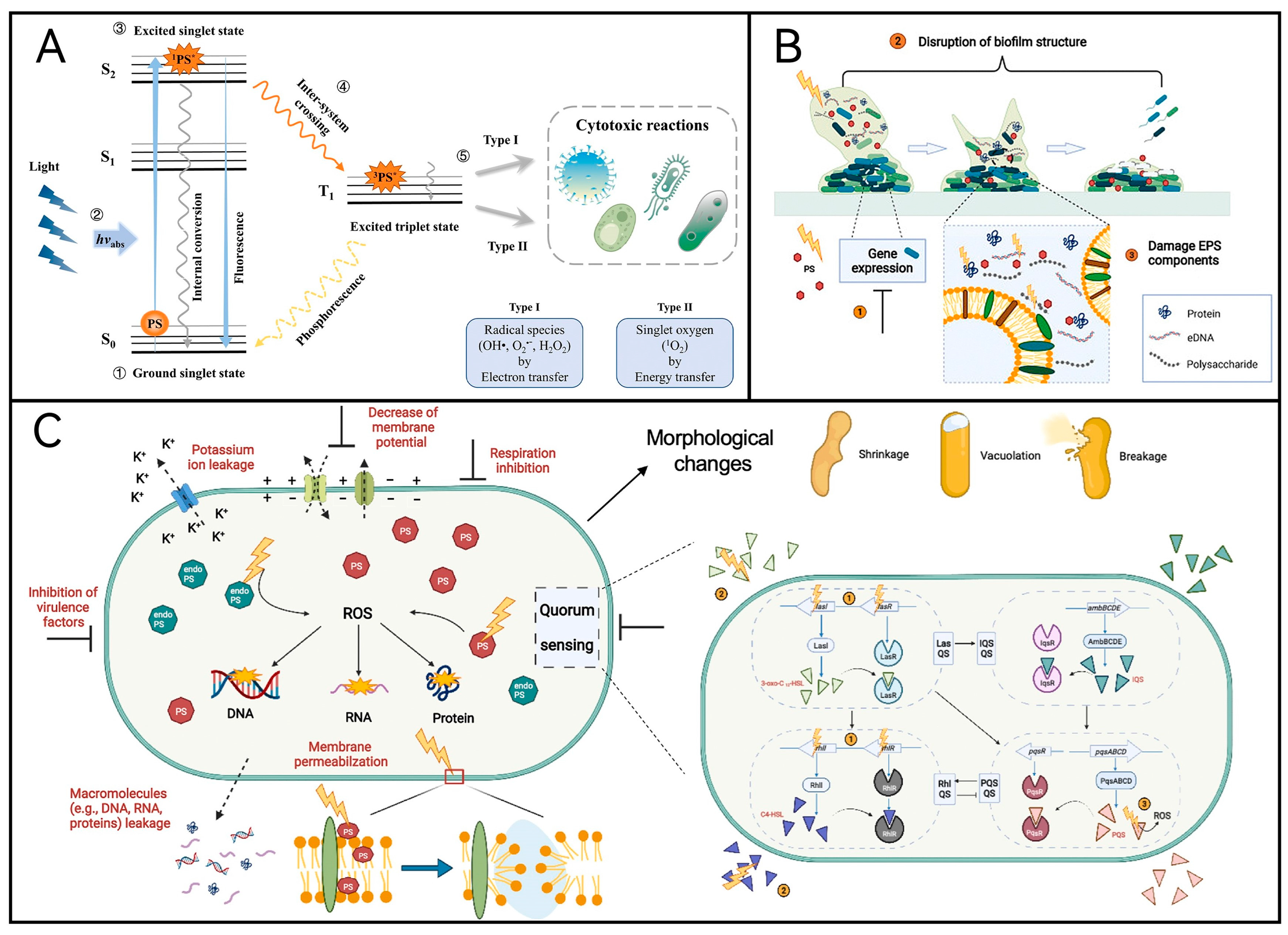Molecules 29 03318 g001