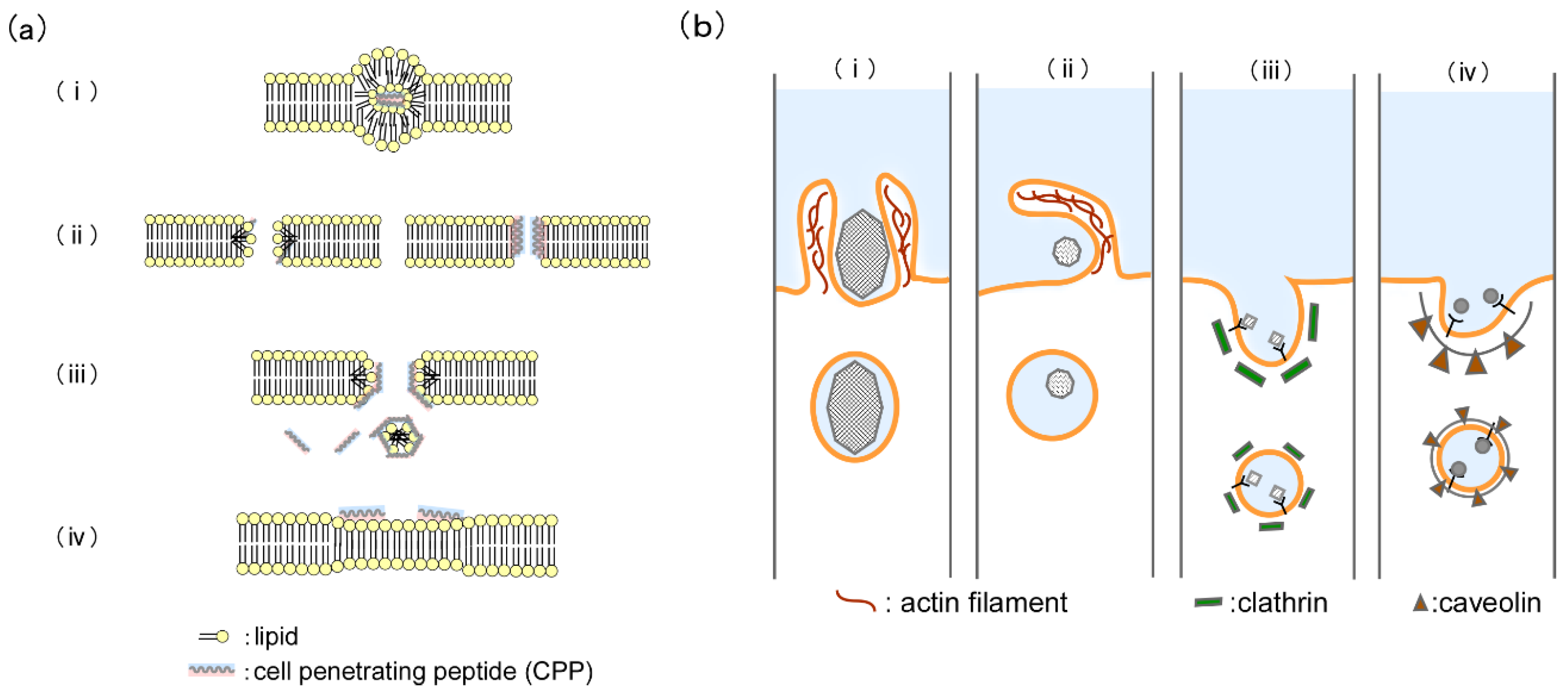 Molecules 29 03339 g002