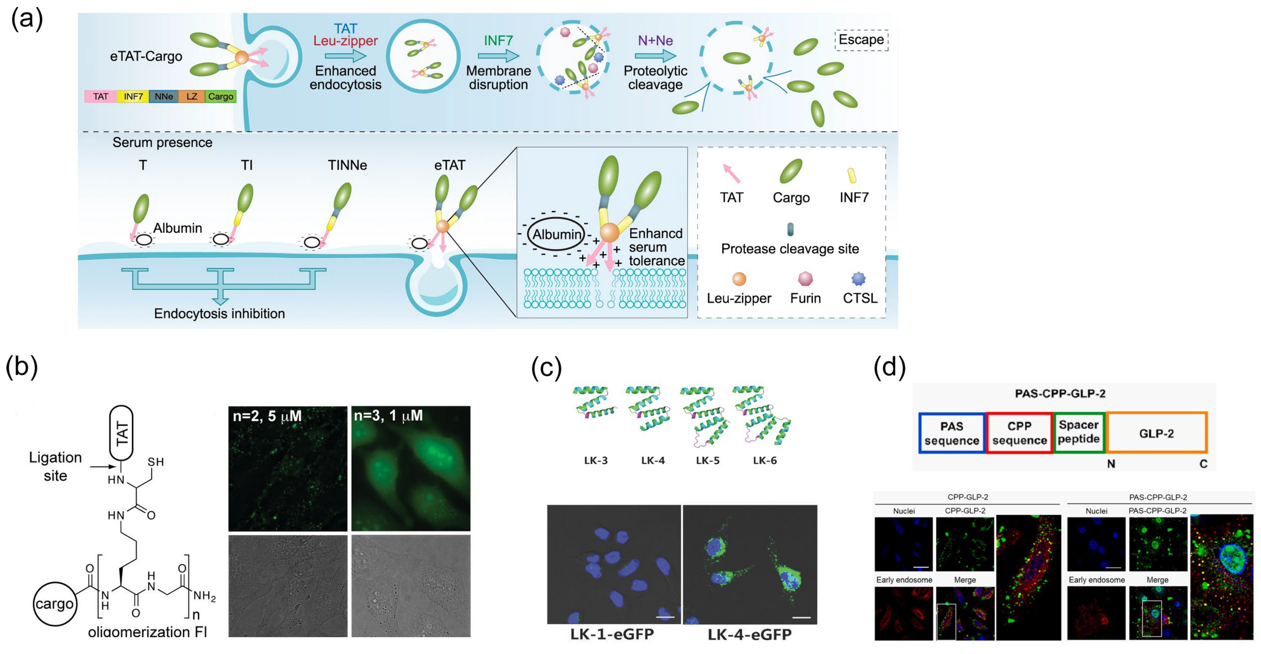 Molecules 29 03339 g004
