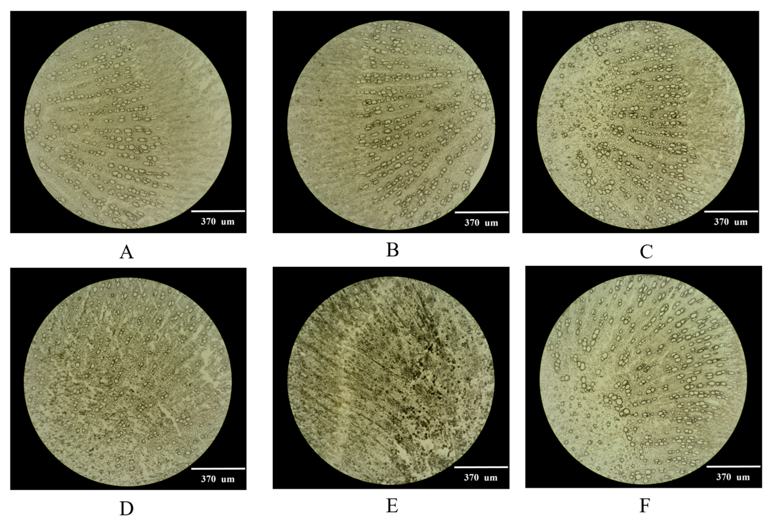Molecules 29 03346 g001
